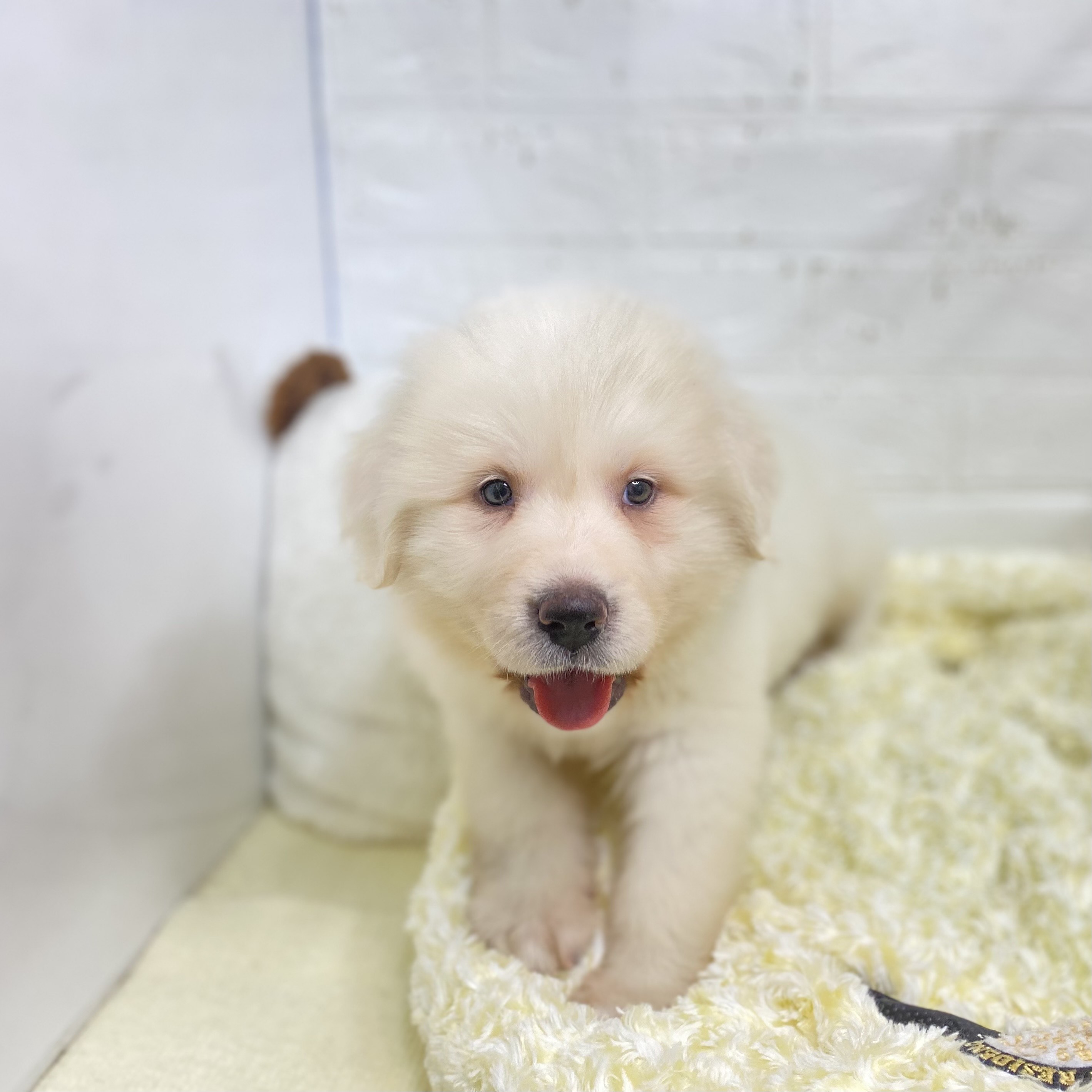 2025年9月2日生まれのグレートピレニーズの8枚目の写真