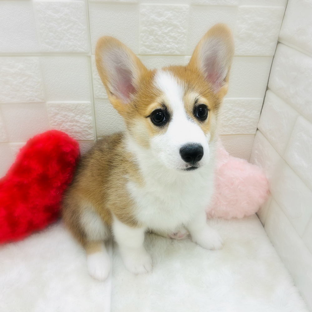 コーギー女の子の写真