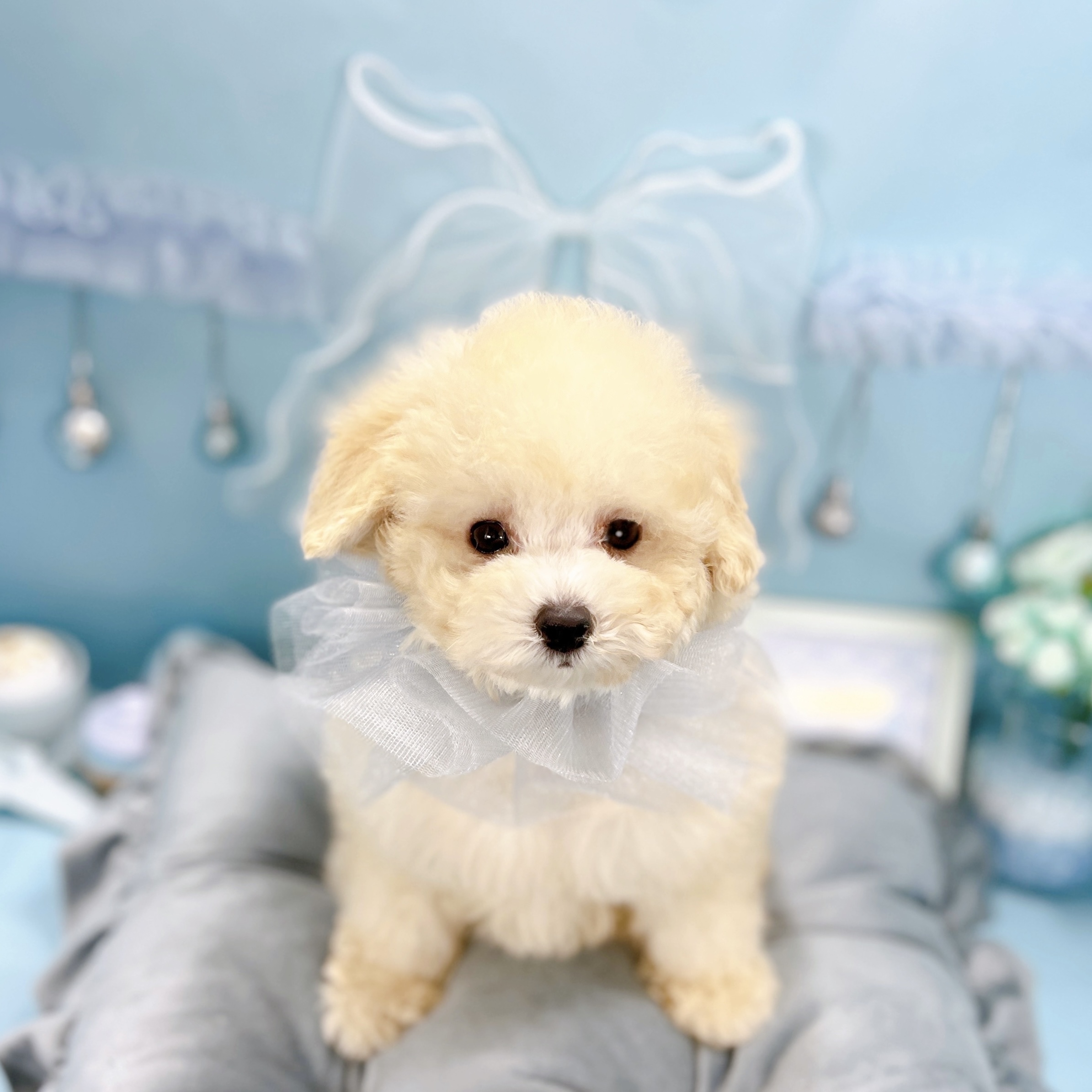 福井県のトイプードル(トイ) (犬の家＆猫の里アミーゴ福井大和田店/2025年9月1日生まれ/男の子/ペールフォーン)の子犬の1枚目の画像