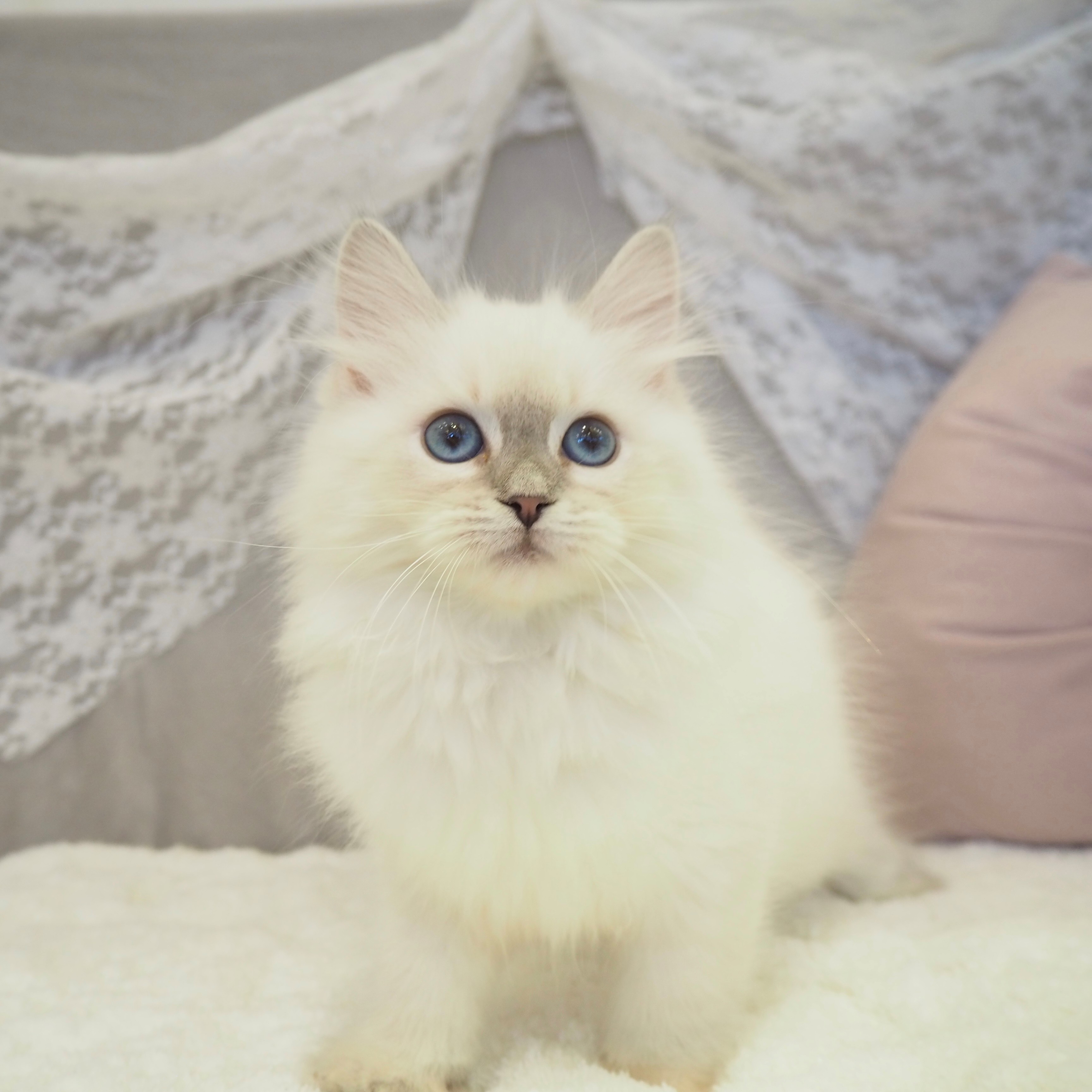 サイベリアン・ネヴァマスカレード女の子の写真