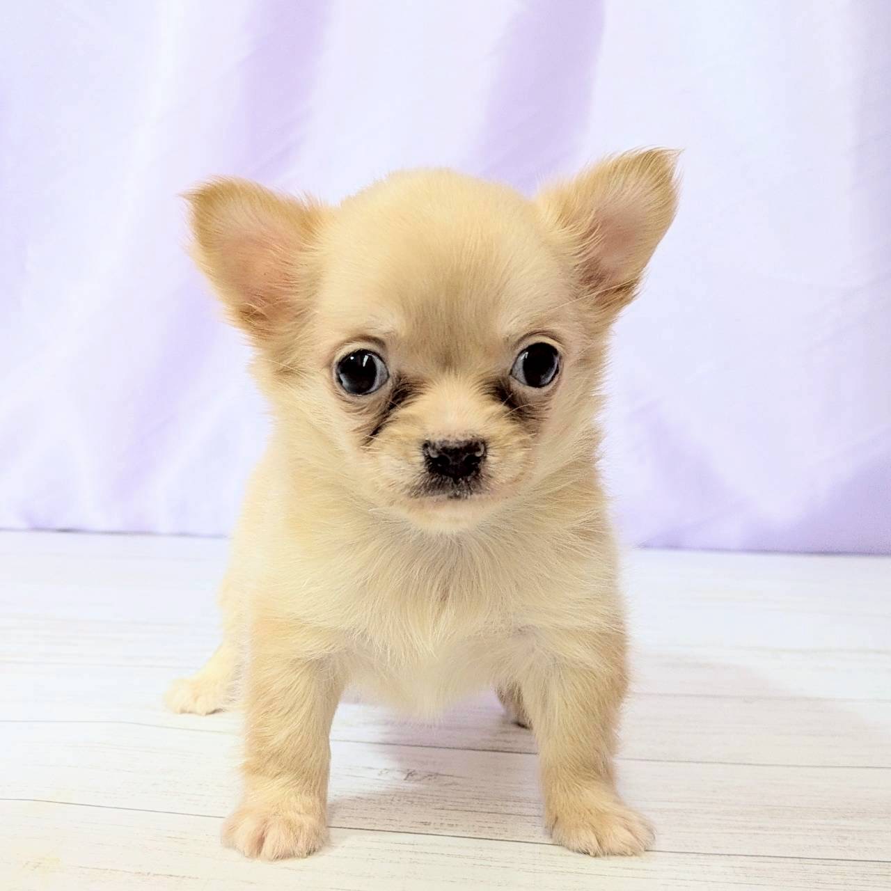 兵庫県のチワワ(ロング) (犬の家＆猫の里尼崎店/2025年9月7日生まれ/男の子/クリーム)の子犬の1枚目の画像