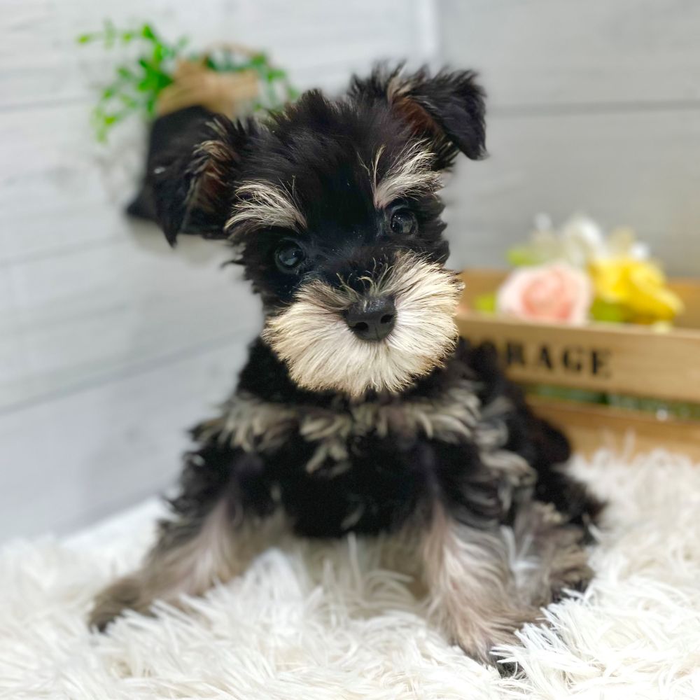 愛知県のミニチュアシュナウザー (犬の家＆猫の里豊田店/2025年9月7日生まれ/男の子/ブラックシルバー)の子犬の1枚目の画像