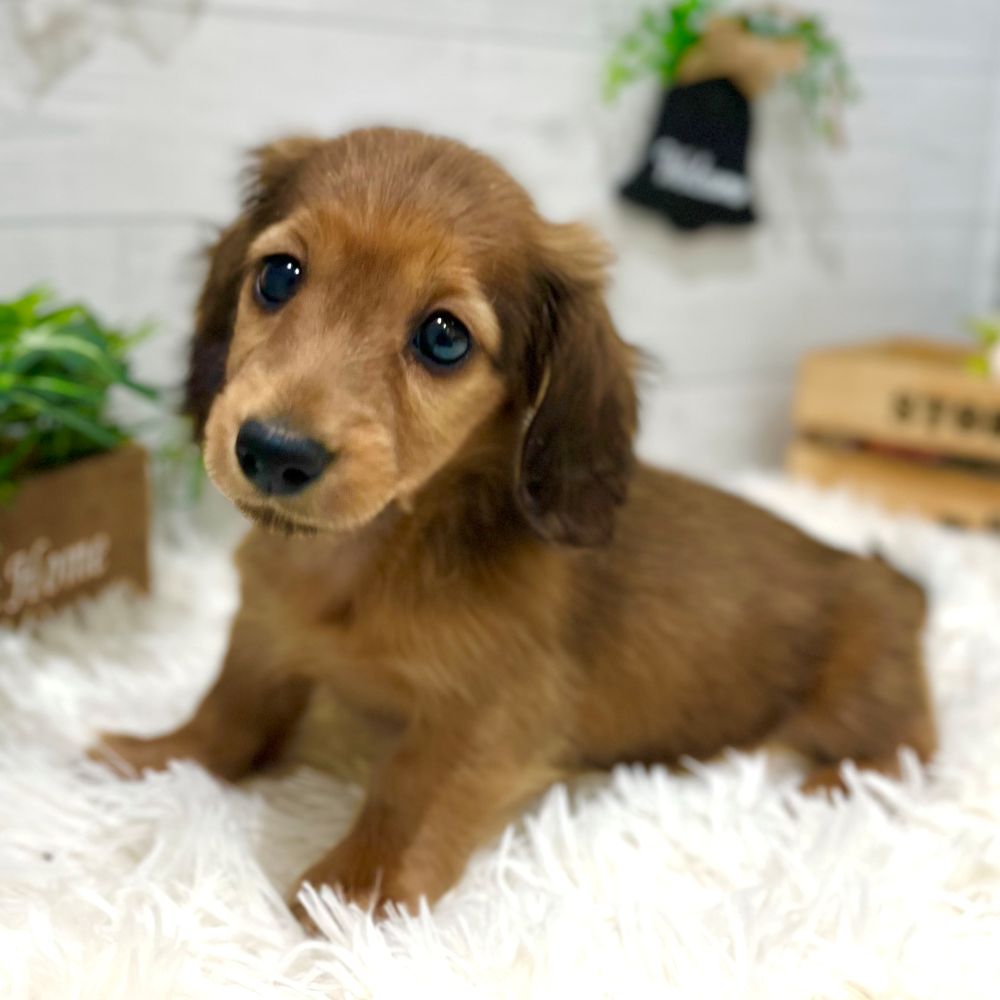 愛知県のカニンヘンダックスフンド(ロング) (犬の家＆猫の里豊田店/2025年9月6日生まれ/女の子/シェーデットレッド)の子犬の1枚目の画像