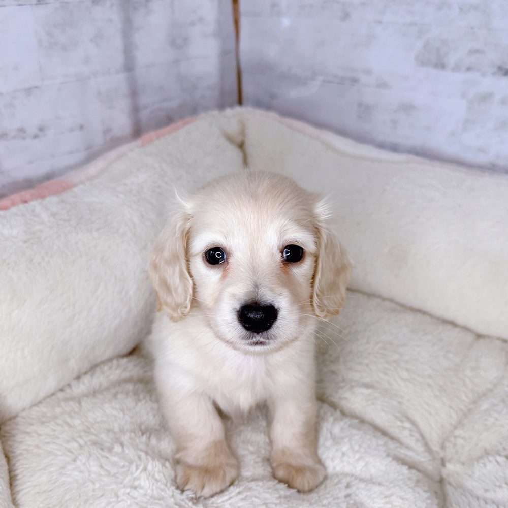 長野県のミニチュアダックスフンド(ロング) (犬の家＆猫の里塩尻店/2025年9月7日生まれ/女の子/イエロー)の子犬の1枚目の画像