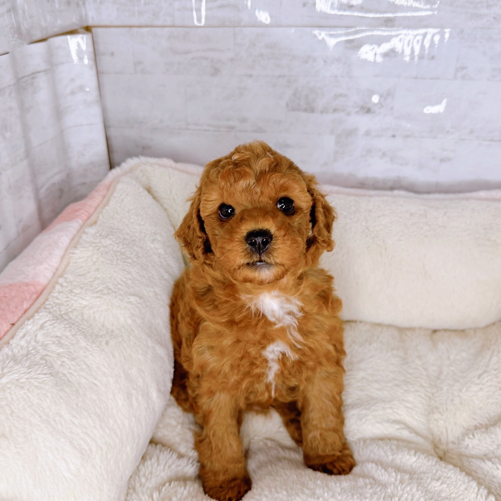 長野県のトイプードル(トイ) (犬の家＆猫の里塩尻店/2025年9月9日生まれ/男の子/レッド)の子犬の1枚目の画像