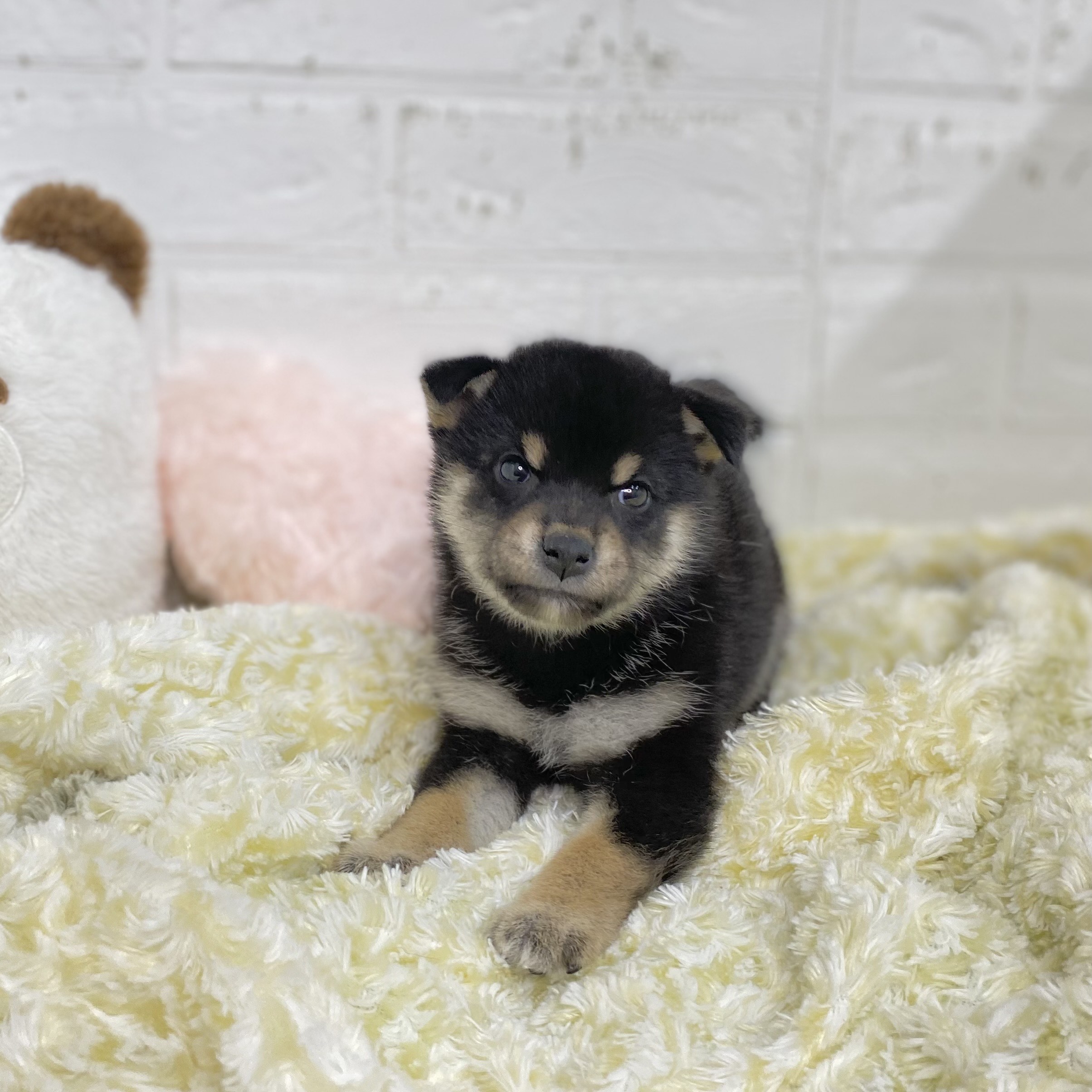 長野県の柴犬(標準サイズ) (犬の家＆猫の里長野店/2025年9月8日生まれ/女の子/黒)の子犬の1枚目の画像