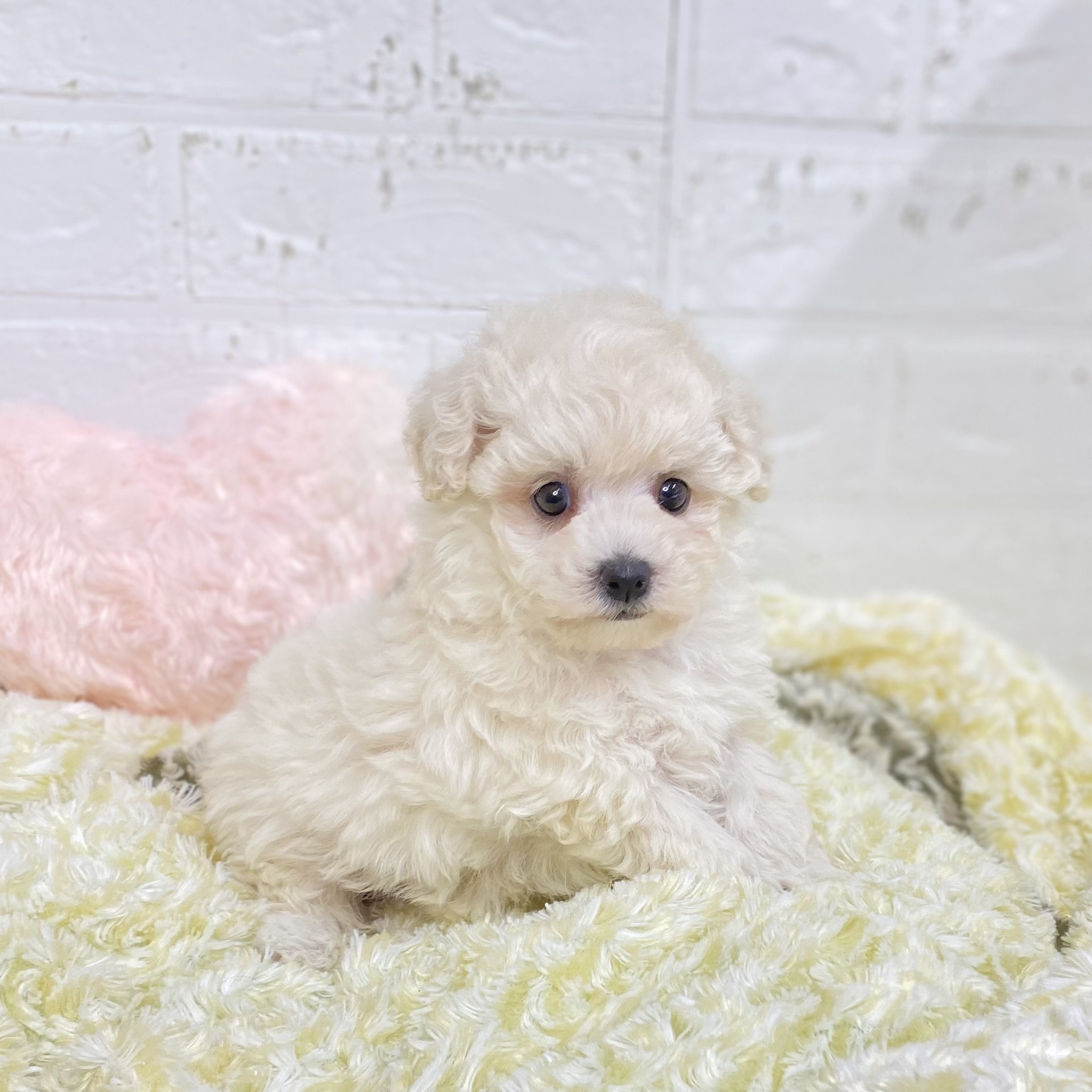 長野県のビションプー(ビションフリーゼ×プードル) (犬の家＆猫の里長野店/2025年9月7日生まれ/女の子/ホワイト)の子犬の1枚目の画像