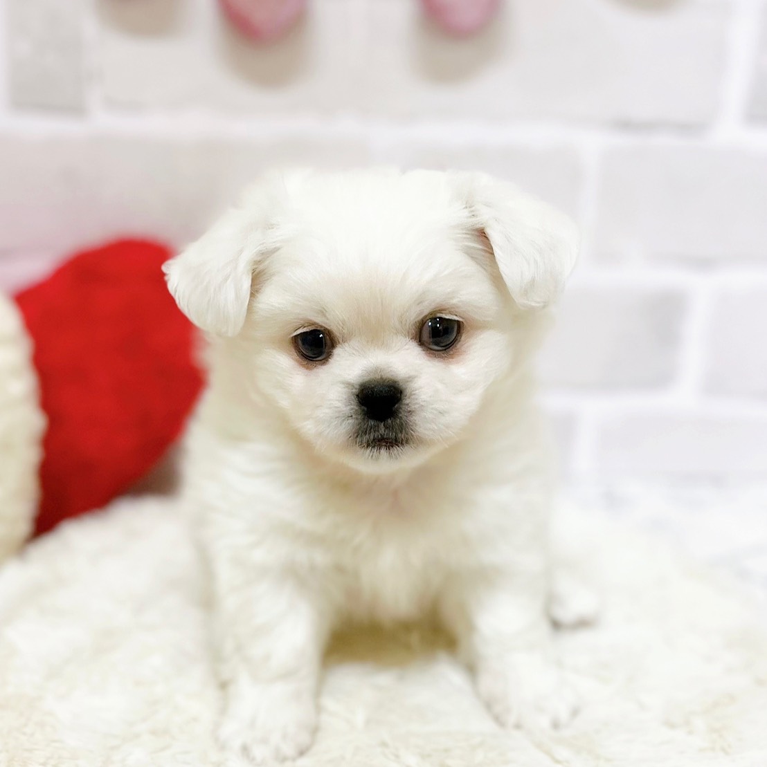 京都府のハーフ犬・ミックス犬 (犬の家＆猫の里京都精華店/2025年9月10日生まれ/男の子/ホワイト)の子犬の1枚目の画像
