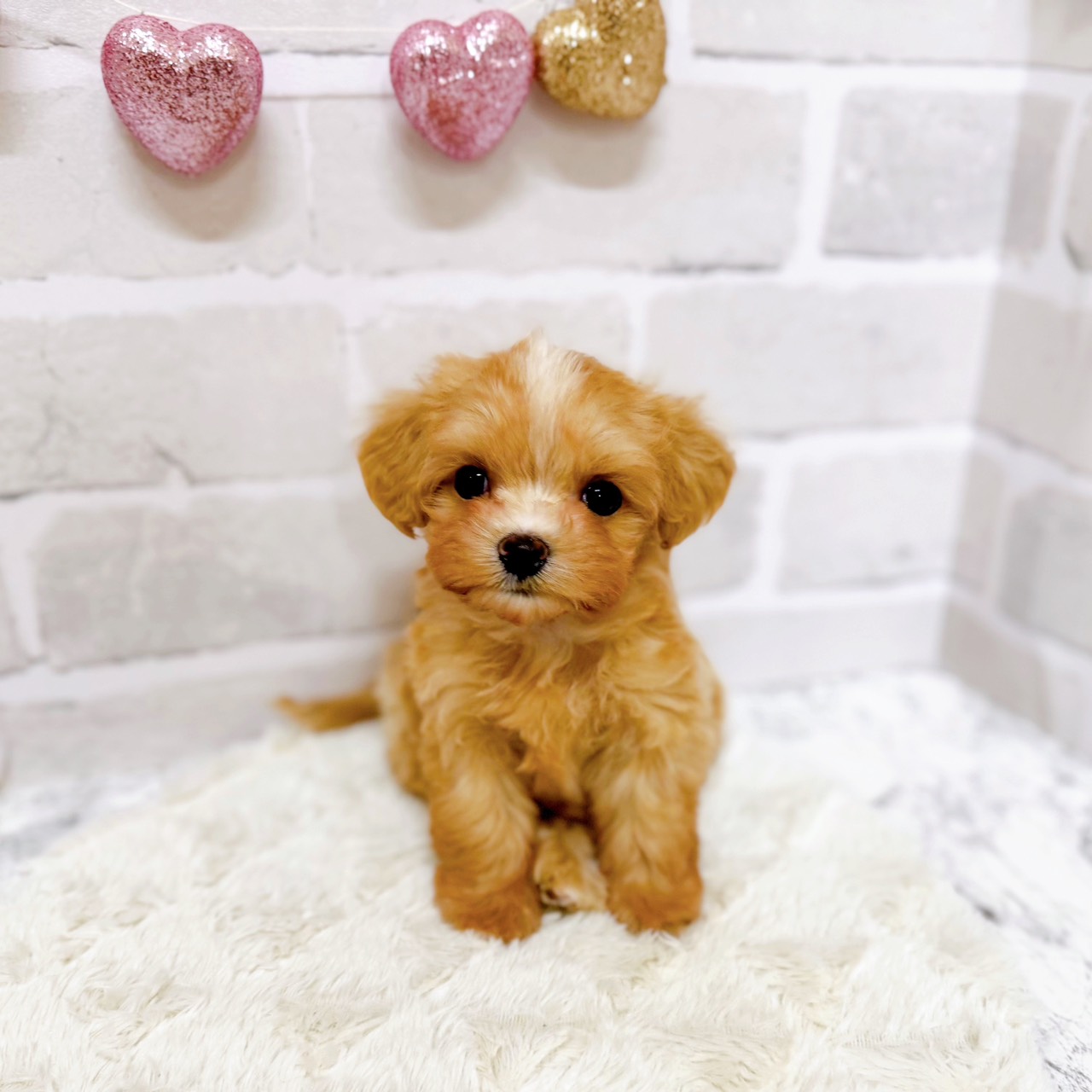 京都府のマルプー(マルチーズ×プードル) (犬の家＆猫の里京都精華店/2025年9月8日生まれ/男の子/クリームホワイト)の子犬の1枚目の画像