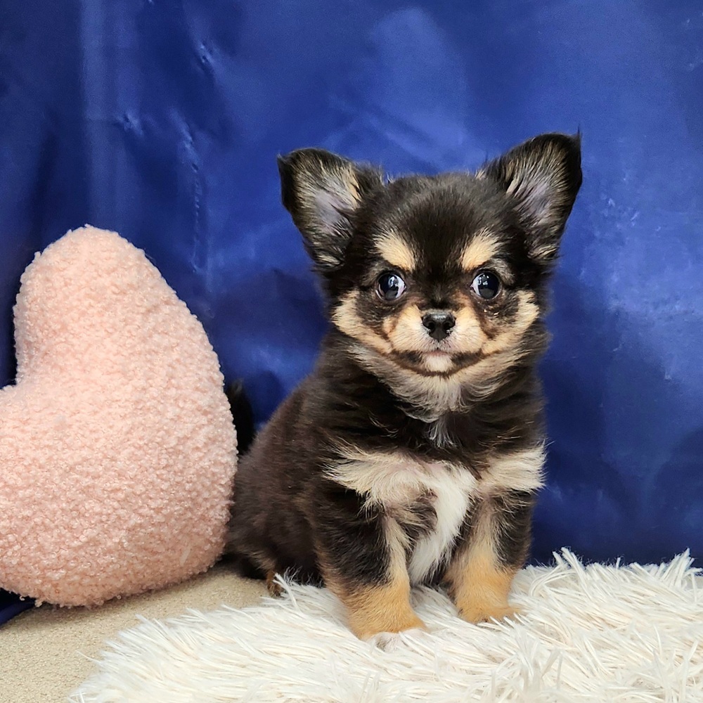 岐阜県のチワワ(ロング) (犬の家＆猫の里中津川店/2025年9月3日生まれ/男の子/ブラッククリーム)の子犬の1枚目の画像