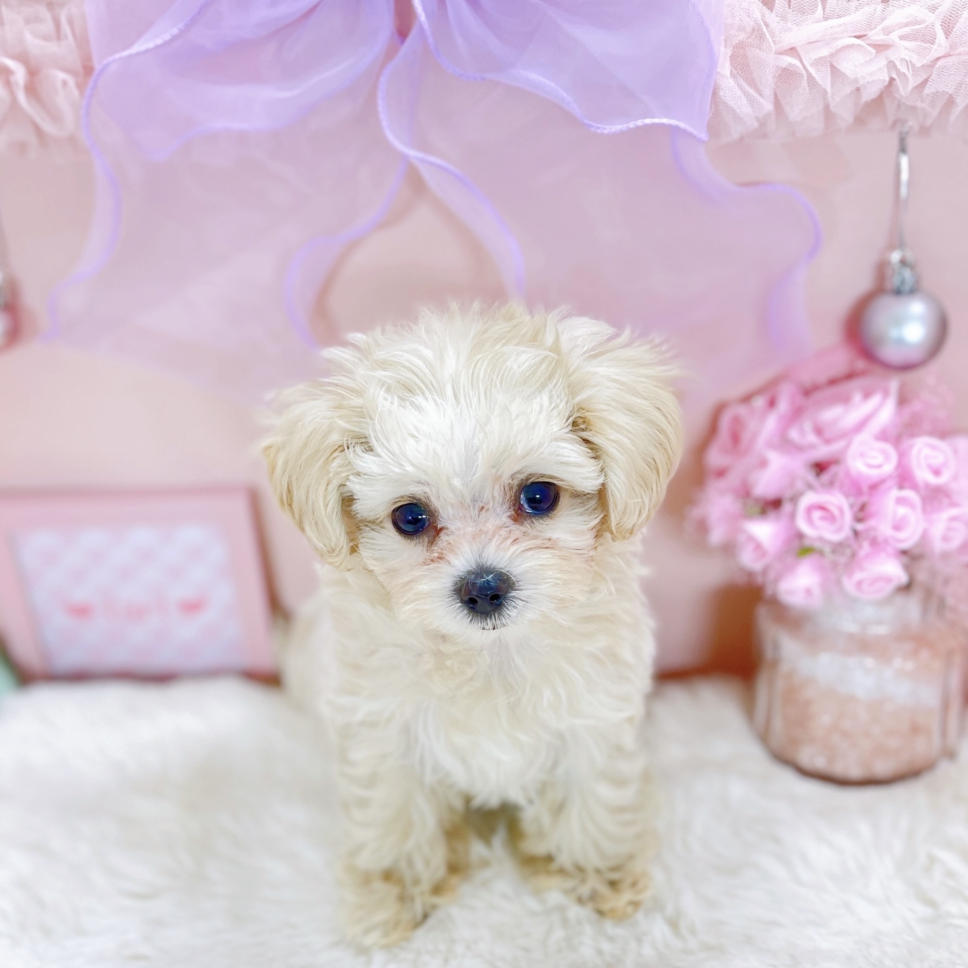 ハーフ犬の写真