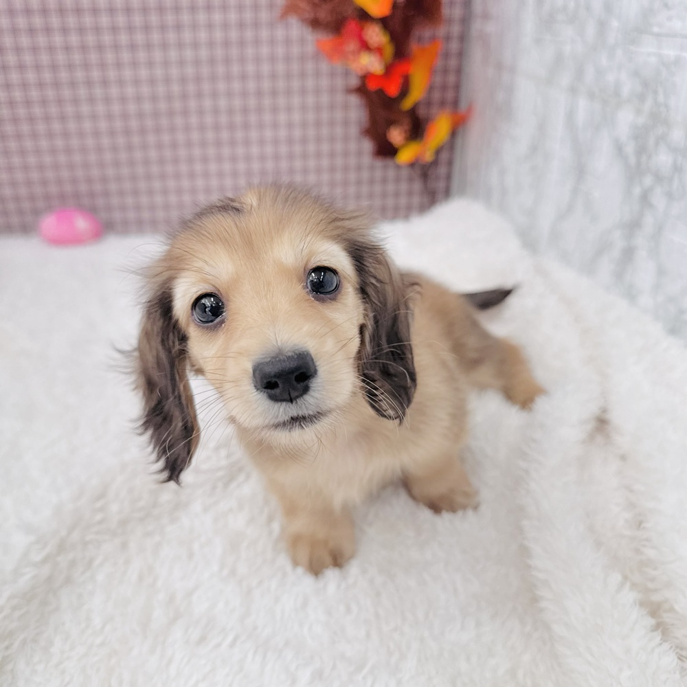 愛知県のカニンヘンダックスフンド(ロング) (犬の家＆猫の里エアポートウォーク店/2025年9月6日生まれ/女の子/シェーデットイエロー)の子犬の1枚目の画像