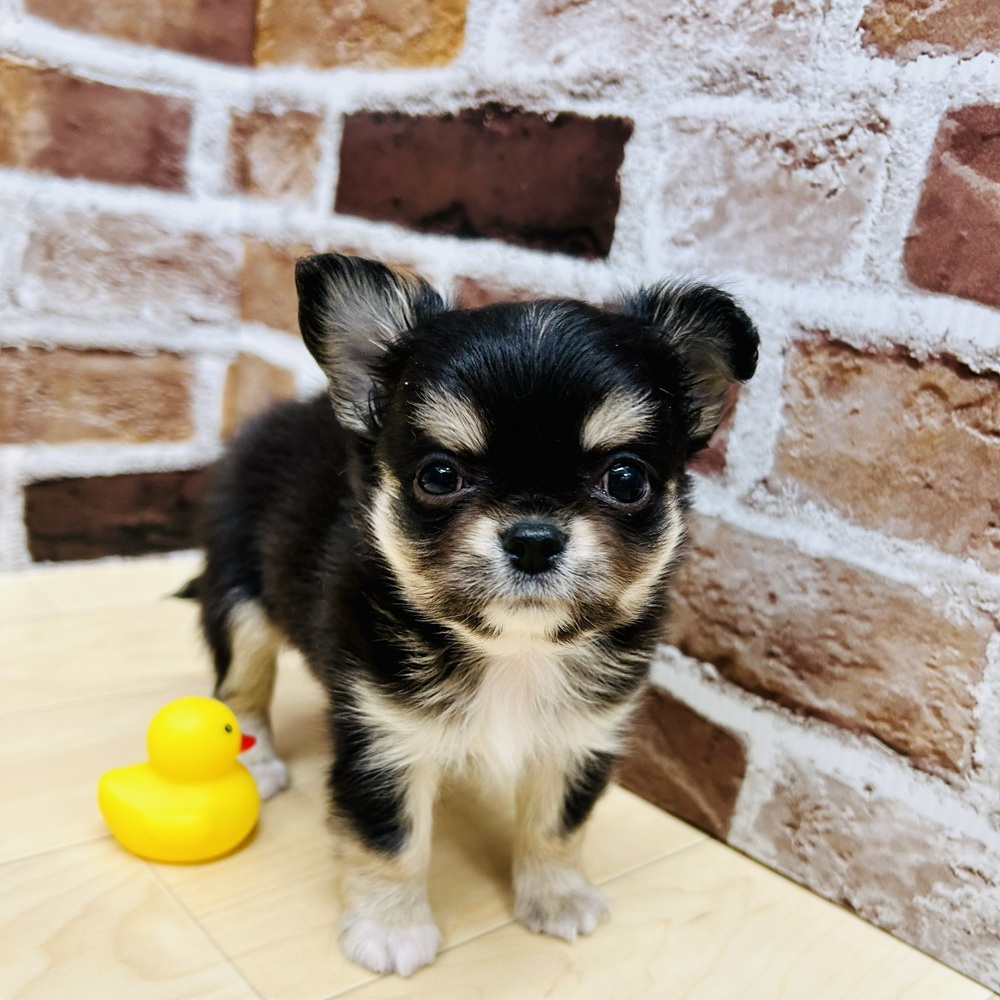 愛知県のチワワ(ロング) (犬の家＆猫の里七宝店/2025年9月15日生まれ/男の子/ブラックタンホワイト)の子犬