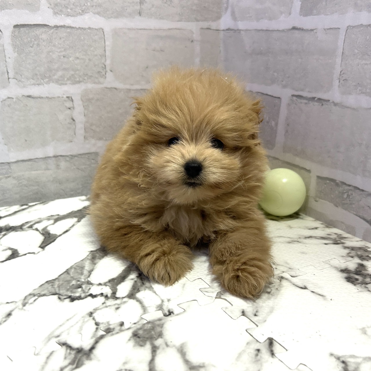 愛知県のポメプー(ポメラニアン×プードル) (犬の家＆猫の里岡崎店/2025年9月14日生まれ/男の子/アプリコット)の子犬の1枚目の画像