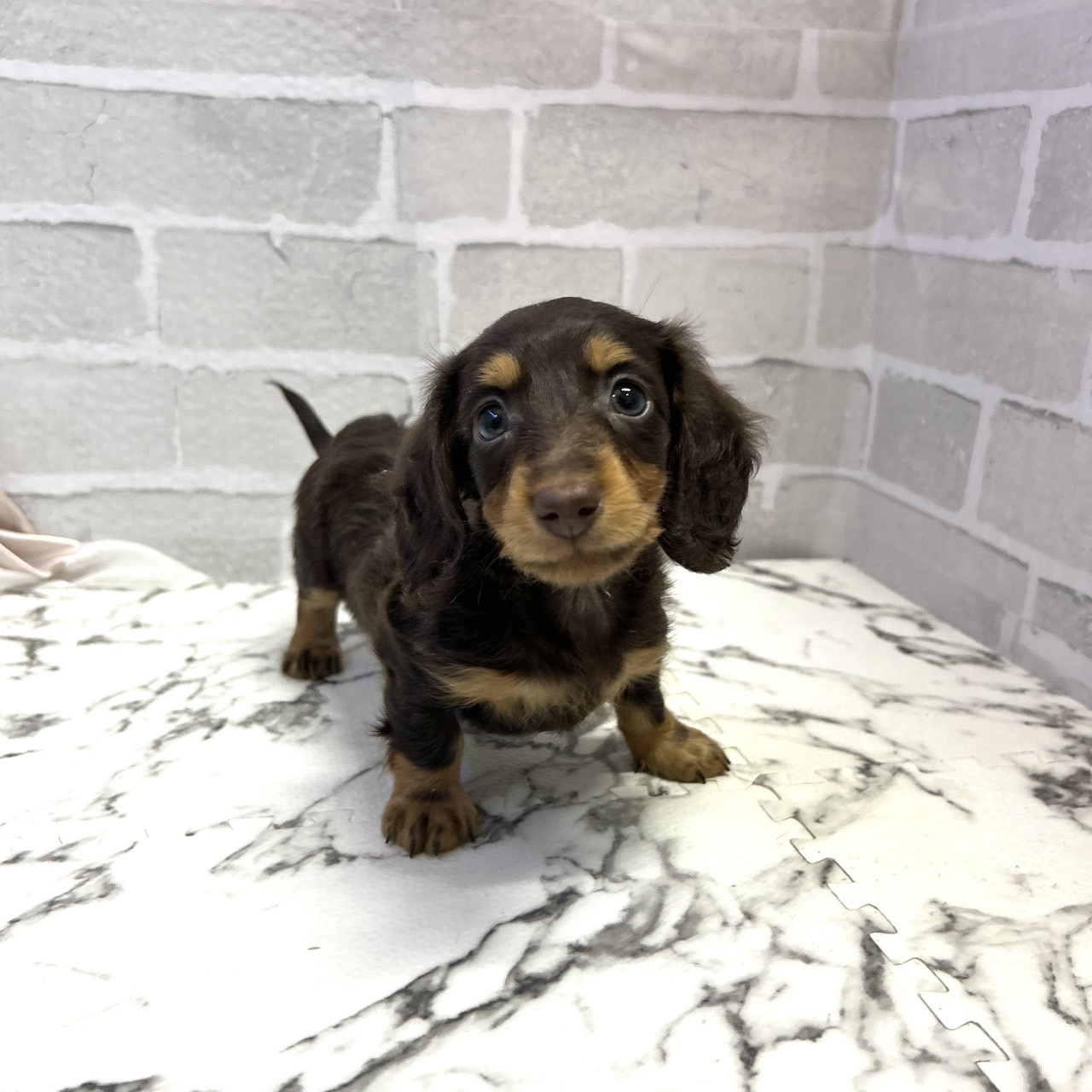 愛知県のミニチュアダックスフンド(ロング) (犬の家＆猫の里岡崎店/2025年9月13日生まれ/男の子/チョコレートタン)の子犬の1枚目の画像