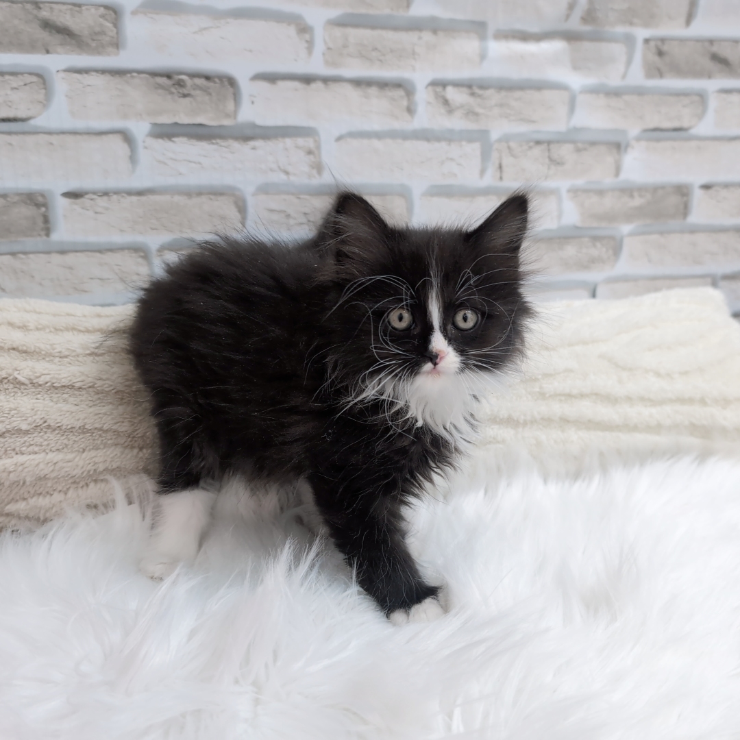 神奈川県のサイベリアン (犬の家＆猫の里モザイクモール港北店/2025年9月16日生まれ/男の子/ブラックホワイト)の子猫