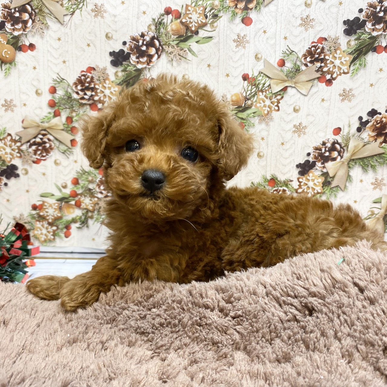 長野県のトイプードル(タイニー) (犬の家＆猫の里カインズ梓川店/2025年9月15日生まれ/女の子/レッド)の子犬の1枚目の画像