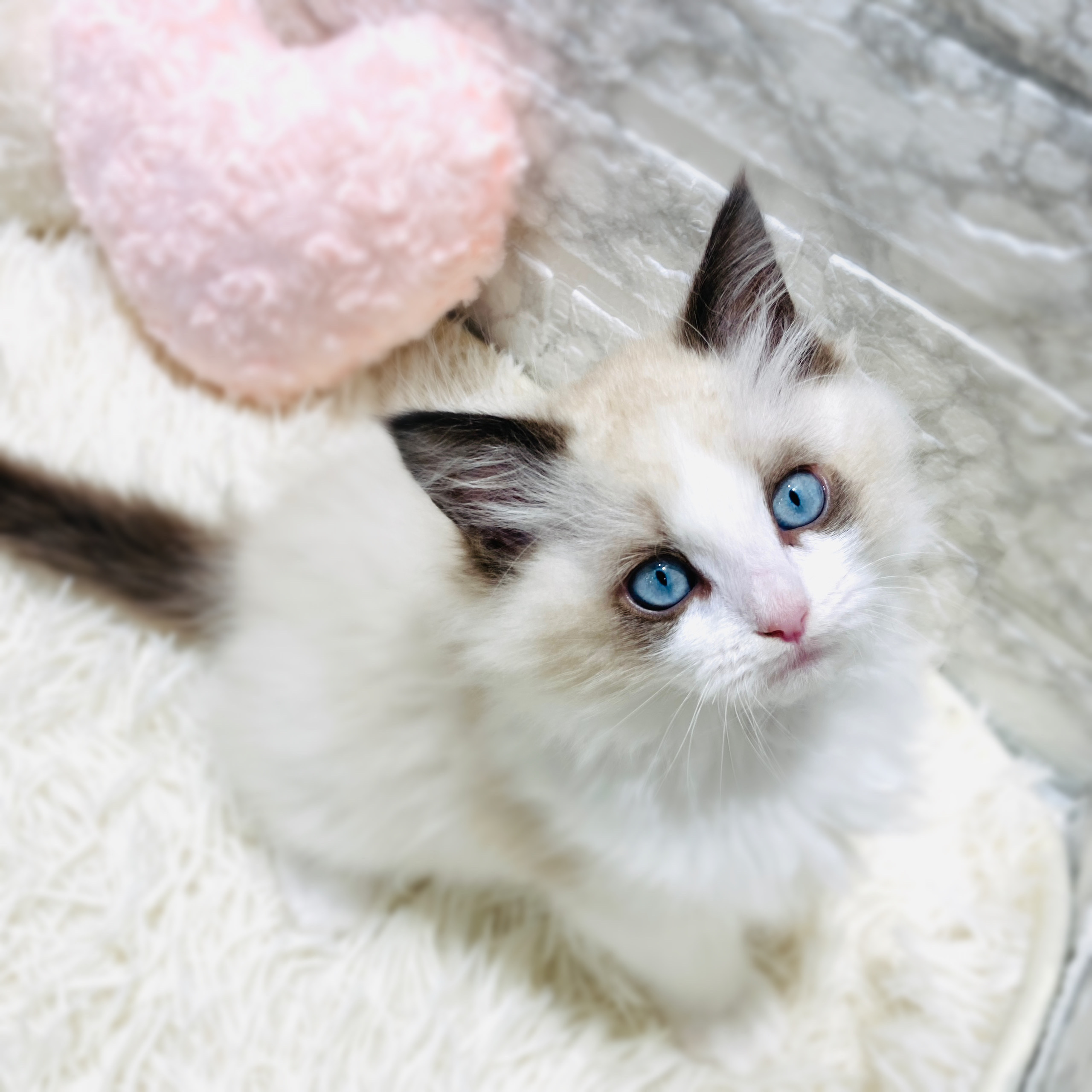 ラグドール女の子の写真