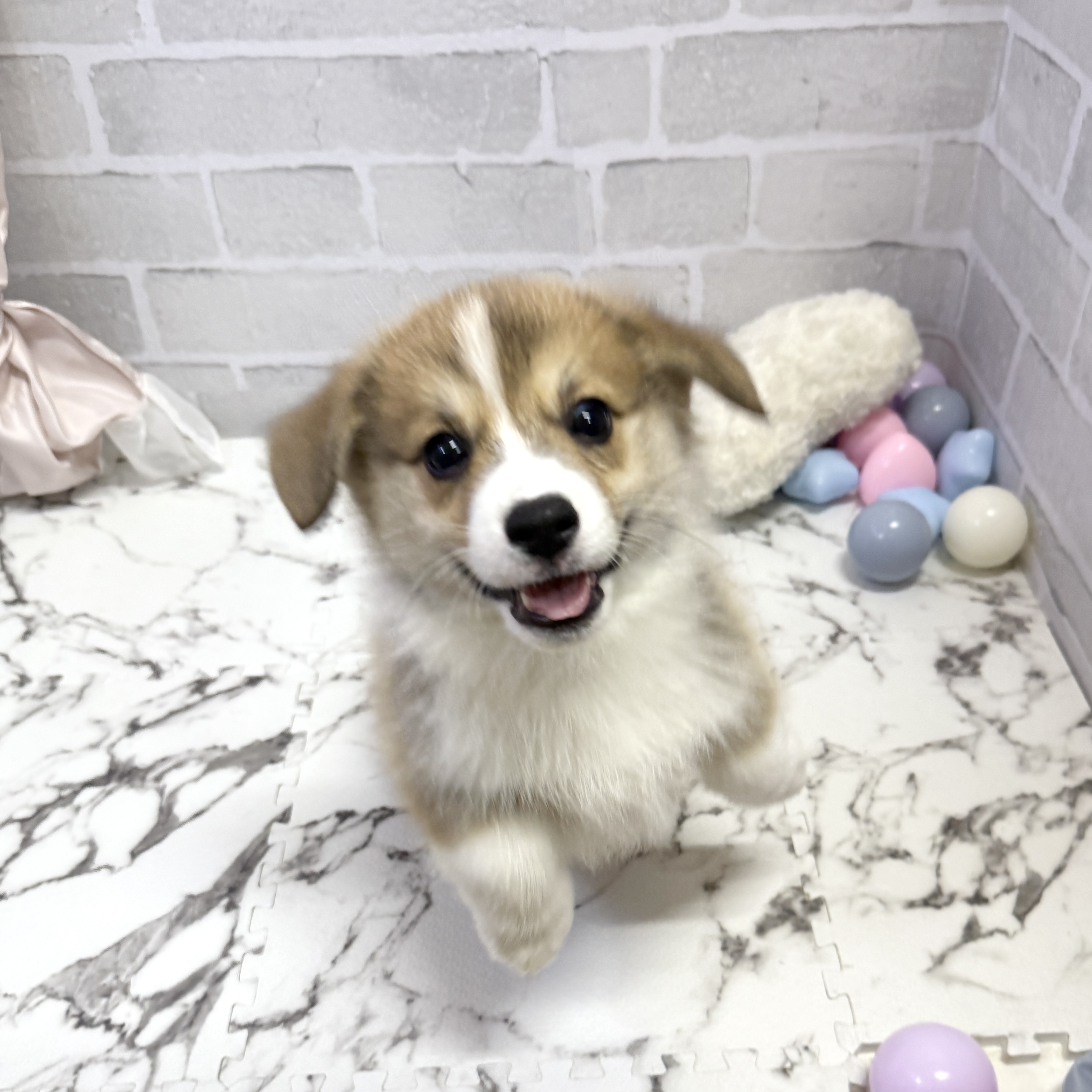 愛知県のウェルシュコーギーペンブローク (犬の家＆猫の里岡崎店/2025年9月19日生まれ/男の子/セーブルホワイト)の子犬の1枚目の画像