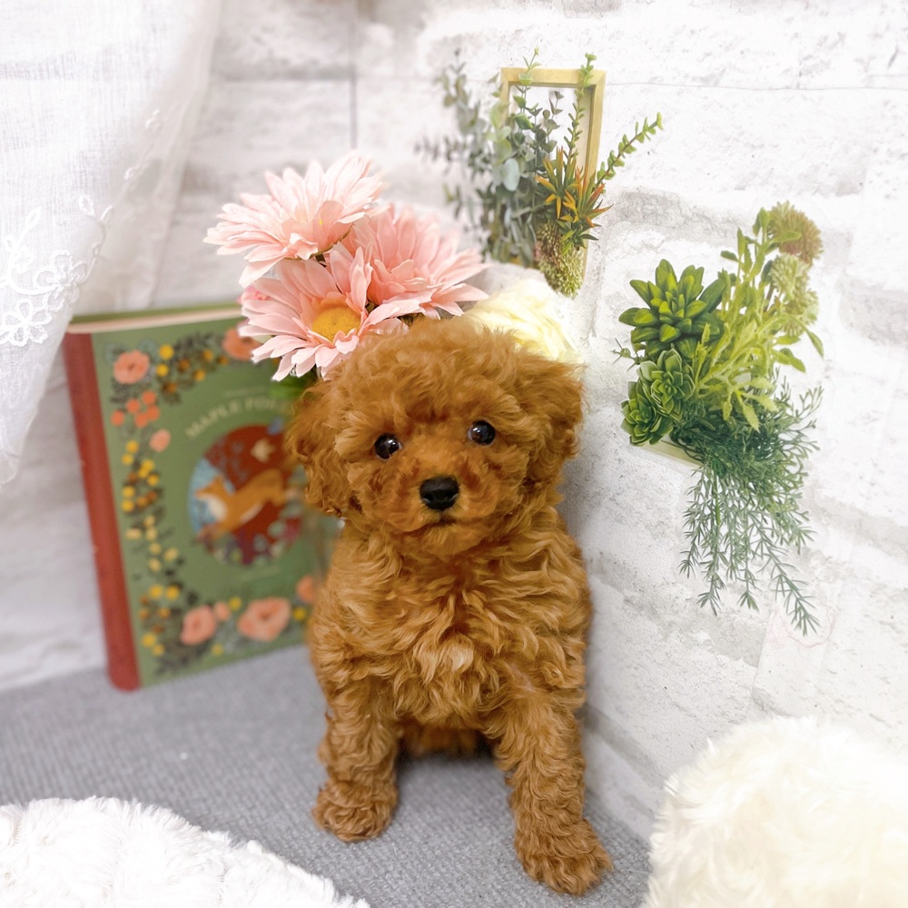 京都府のトイプードル(トイ) (犬の家＆猫の里京都樟葉店/2025年9月19日生まれ/女の子/レッド)の子犬