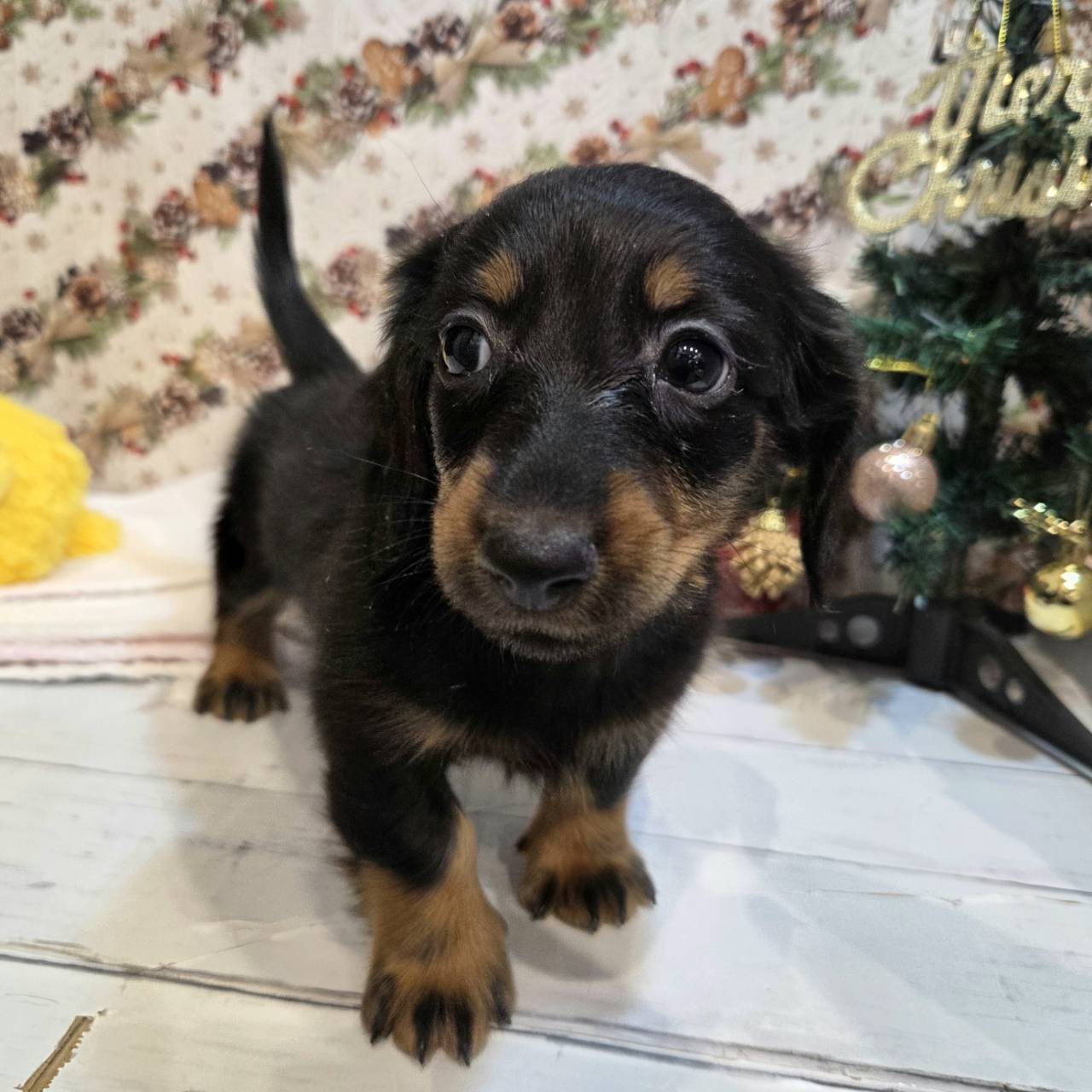 長野県のミニチュアダックス ブラック＆タン 男の子のご紹介(196209