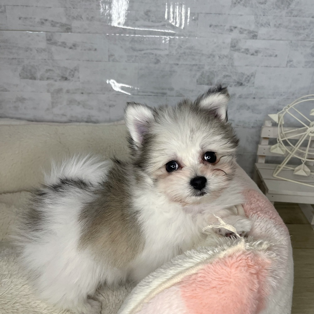 長野県のポメマル/マルポメ(ポメラニアン×マルチーズ) (犬の家＆猫の里塩尻店/2025年9月22日生まれ/男の子/パーティーカラー)の子犬の1枚目の画像