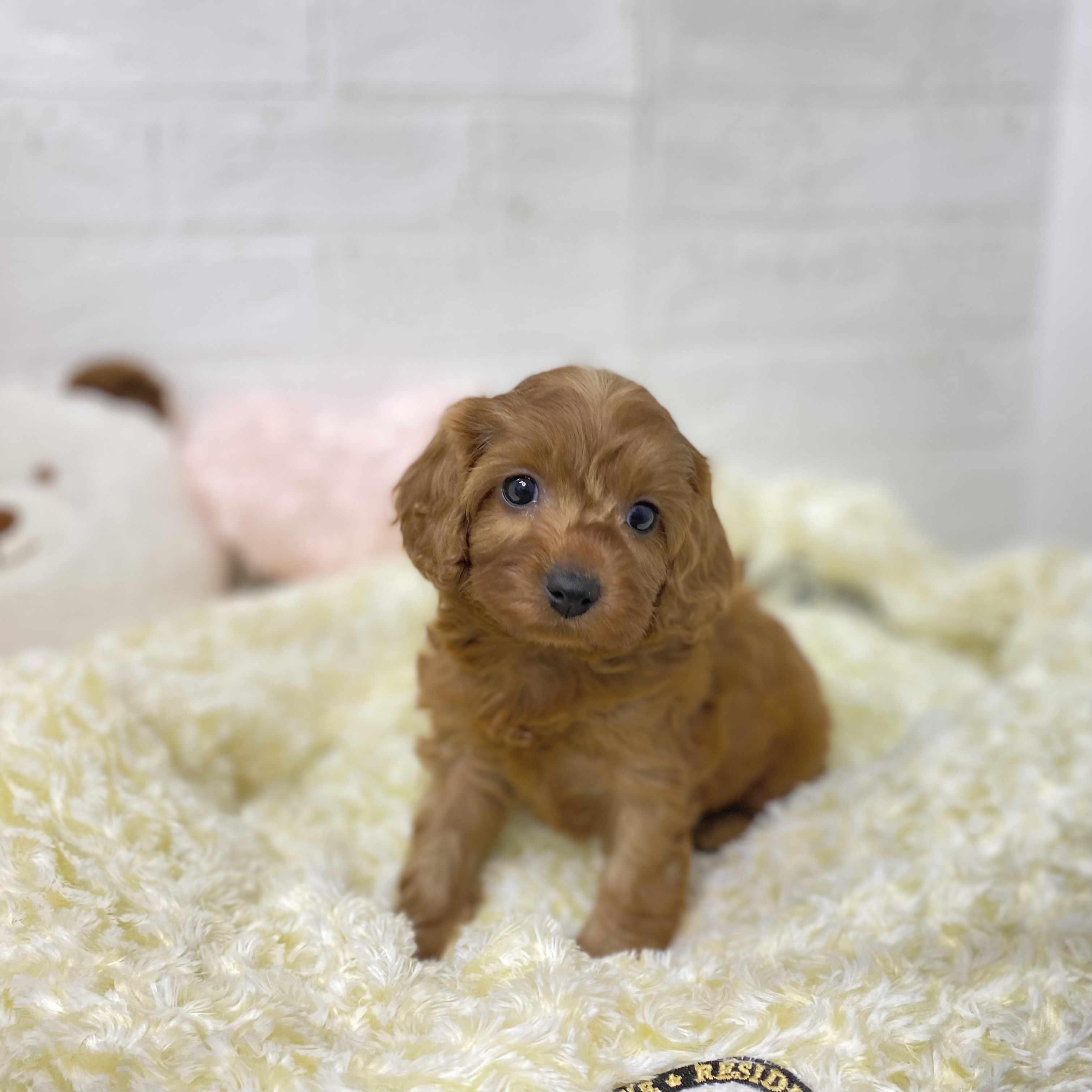 ハーフ犬の写真