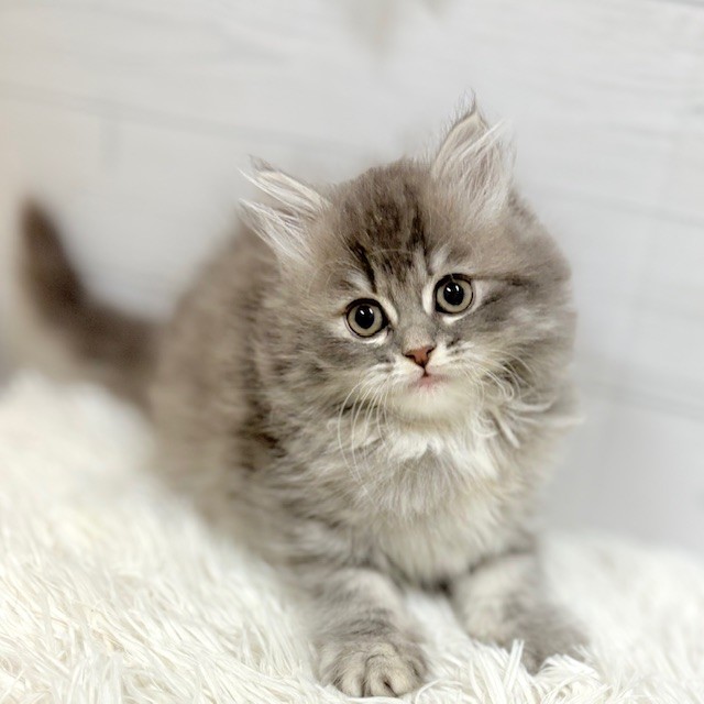 愛知県のサイベリアン (犬の家＆猫の里豊田店/2025年9月23日生まれ/女の子/ブルーパッチドタビーホワイト)の子猫