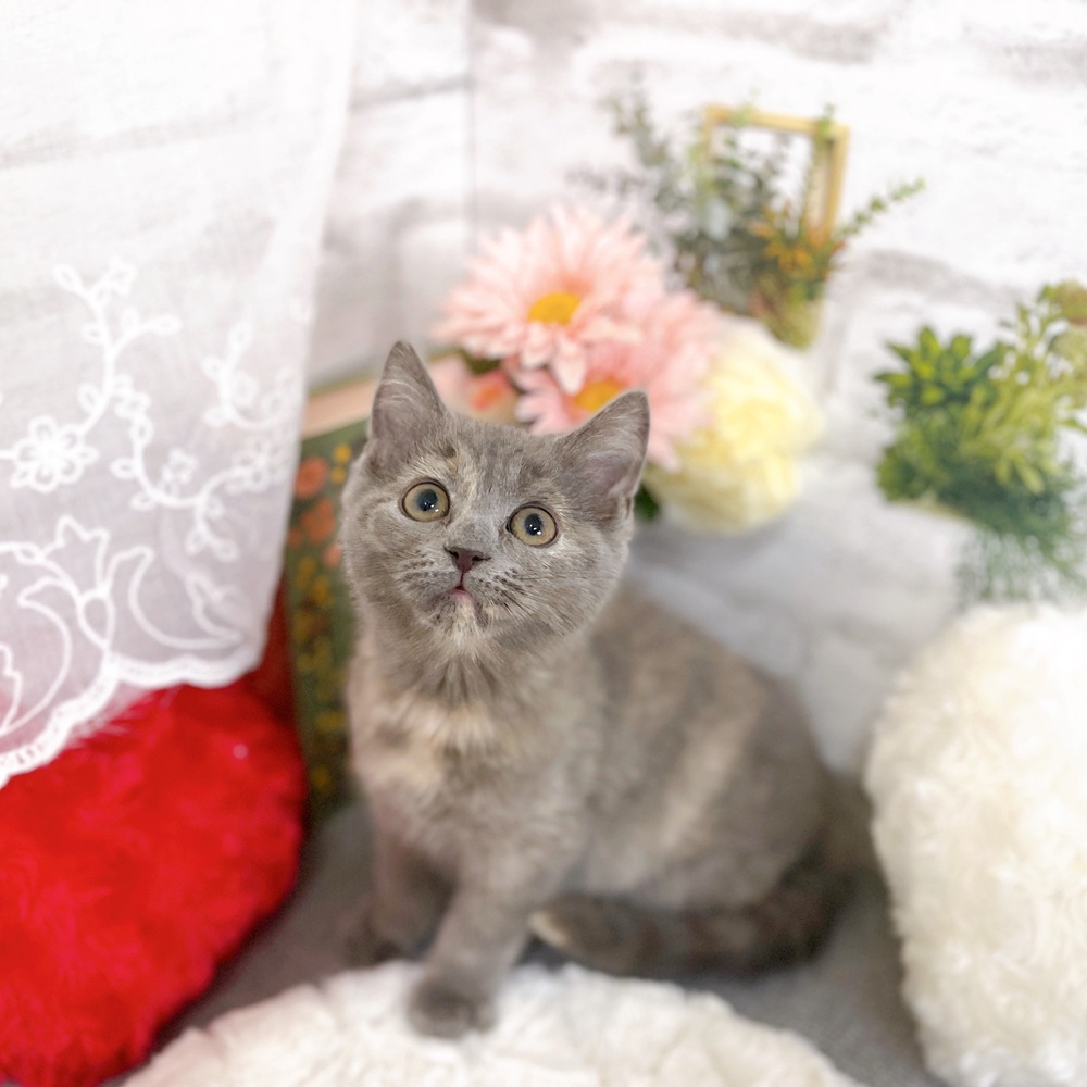京都府のスコティッシュフォールド (犬の家＆猫の里京都樟葉店/2025年9月20日生まれ/女の子/ブルークリーム)の子猫の1枚目の画像