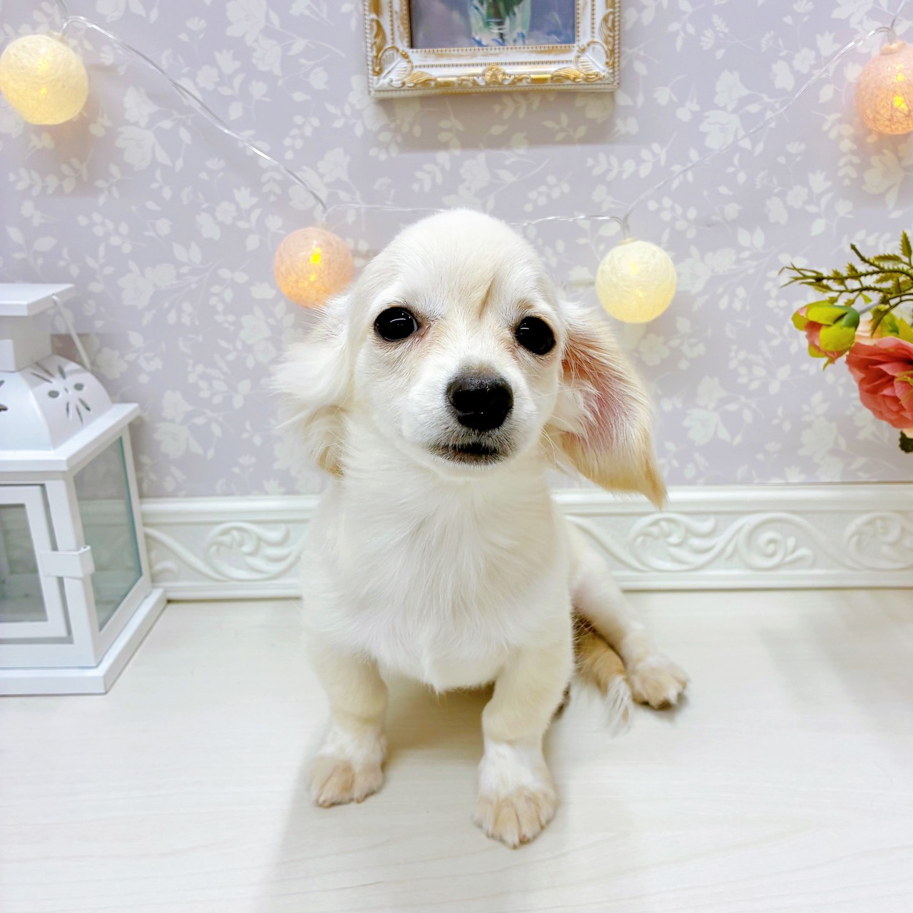 富山県のチワックス(チワワ×ダックス) (犬の家＆猫の里アミーゴ山室店/2025年9月28日生まれ/男の子/クリーム)の子犬の1枚目の画像