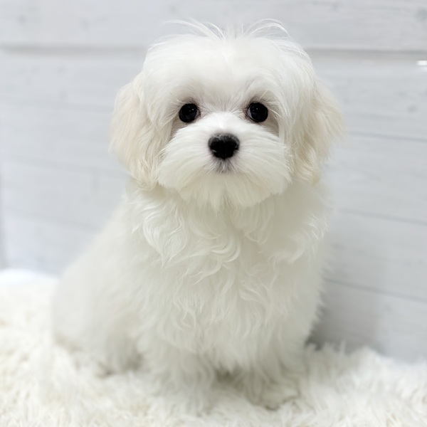 マルチーズ男の子の写真