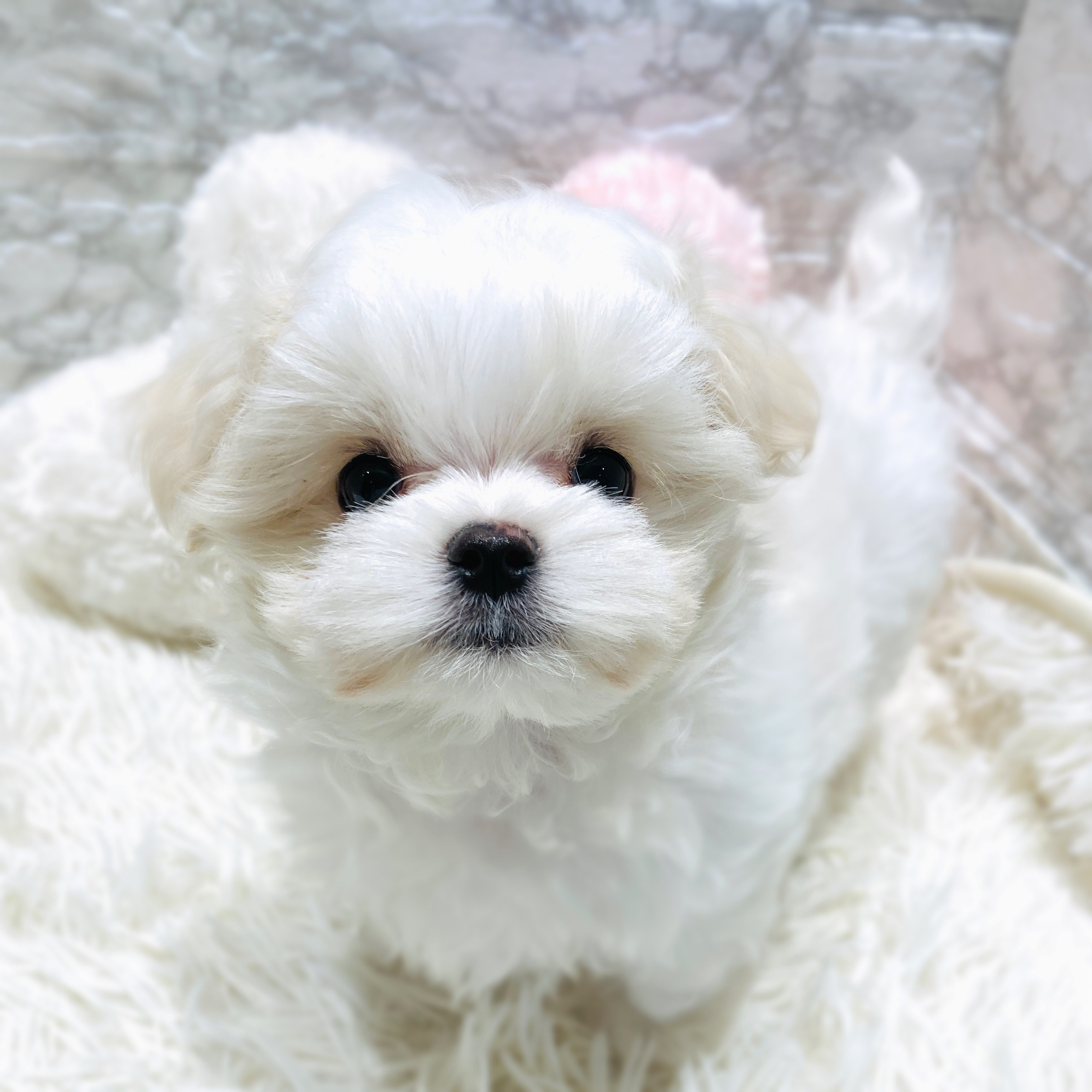 マルチーズ男の子の写真