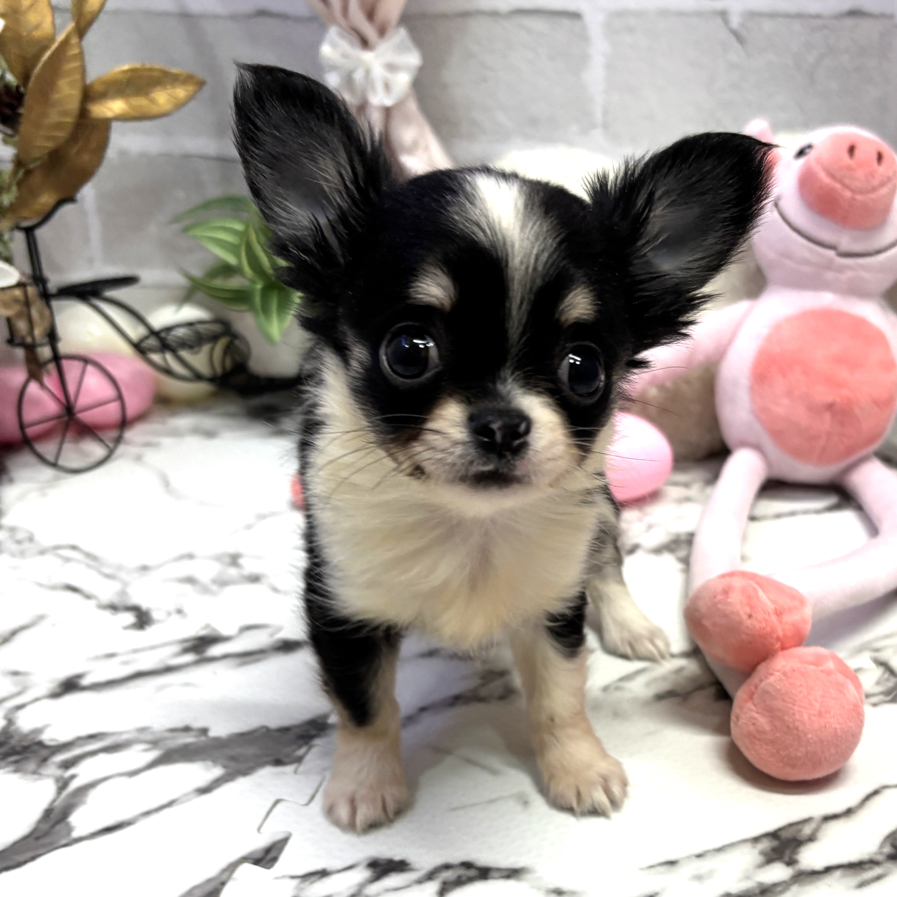 愛知県のチワワ(ロング) (犬の家＆猫の里岡崎店/2025年9月25日生まれ/女の子/ブラッククリームホワイト)の子犬の1枚目の画像