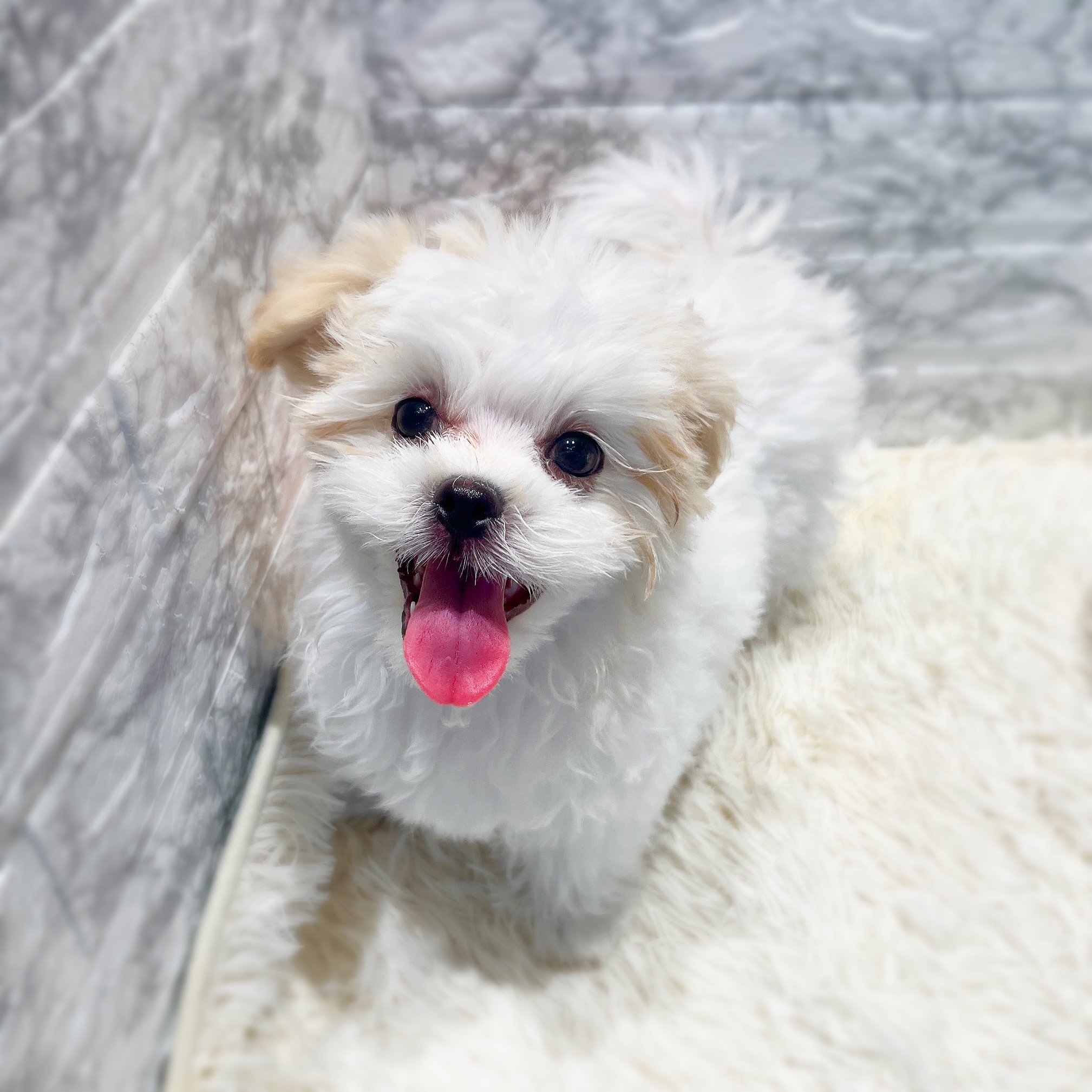 愛知県のマルズー/マルシーズ(マルチーズ×シーズー) (犬の家＆猫の里MiO香久山店/2025年9月29日生まれ/男の子/ホワイトクリーム)の子犬の1枚目の画像