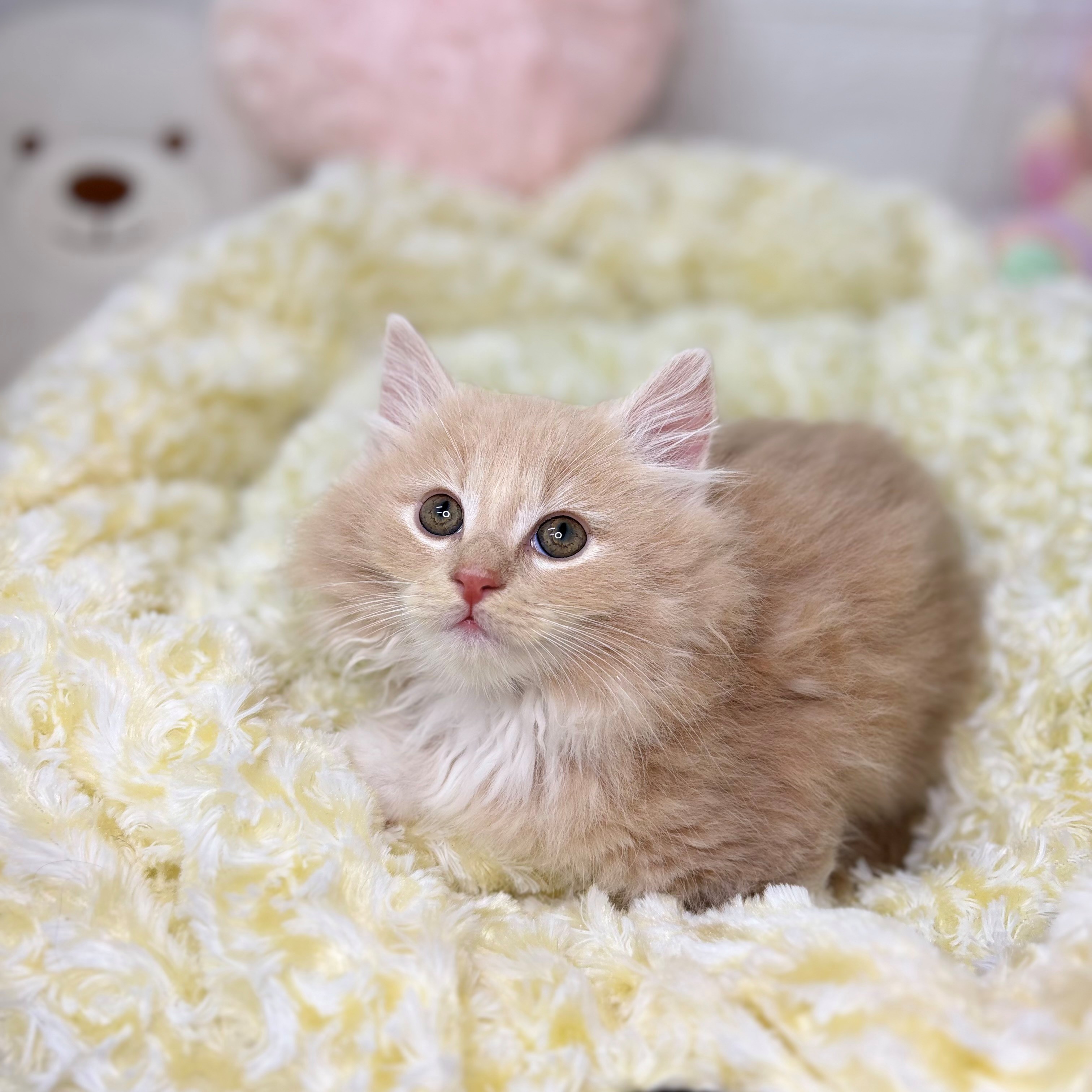 長野県のノルウェージャンフォレストキャット (犬の家＆猫の里長野店/2025年9月30日生まれ/男の子/クリームタビーホワイト)の子猫