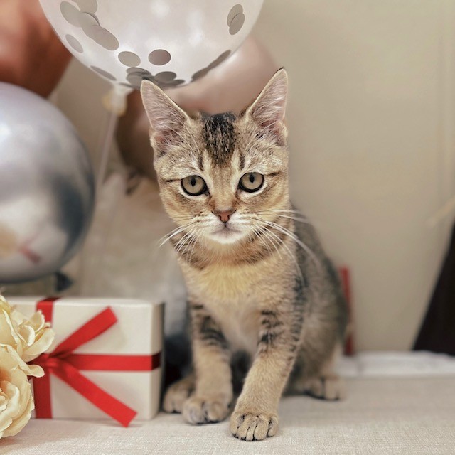 マンチカン男の子の写真