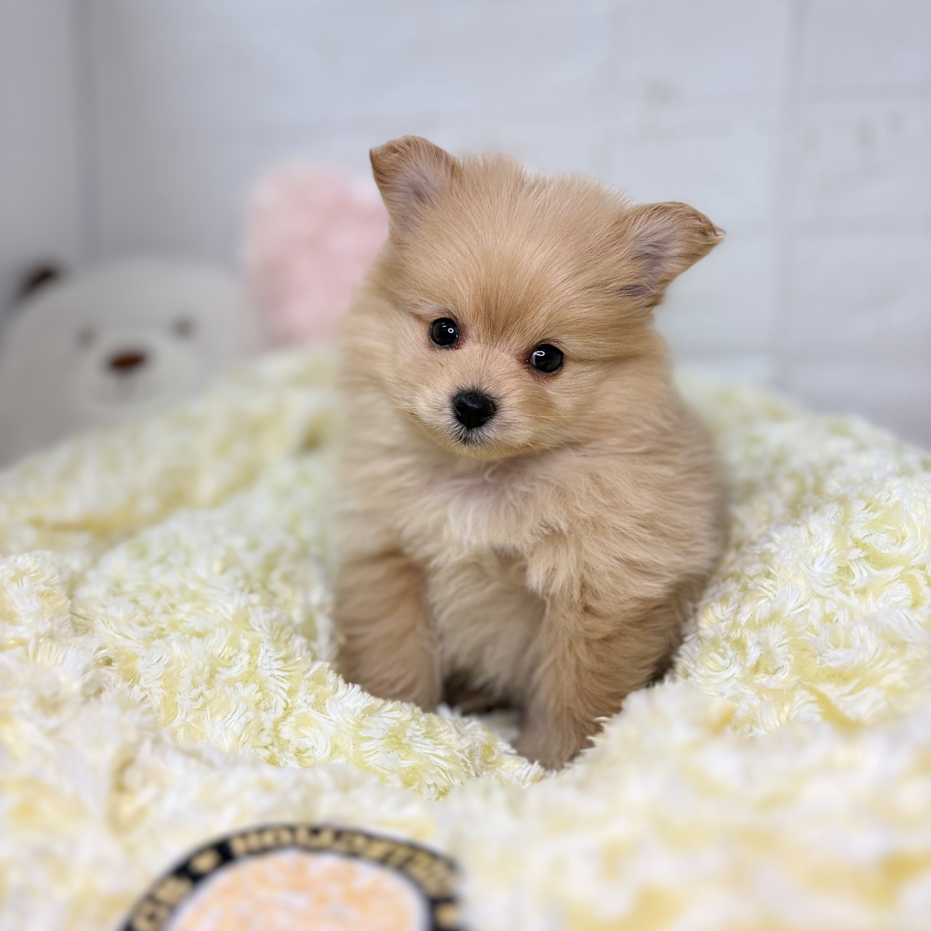 長野県のポメプー(ポメラニアン×プードル) (犬の家＆猫の里長野店/2025年9月29日生まれ/男の子/アプリコット)の子犬