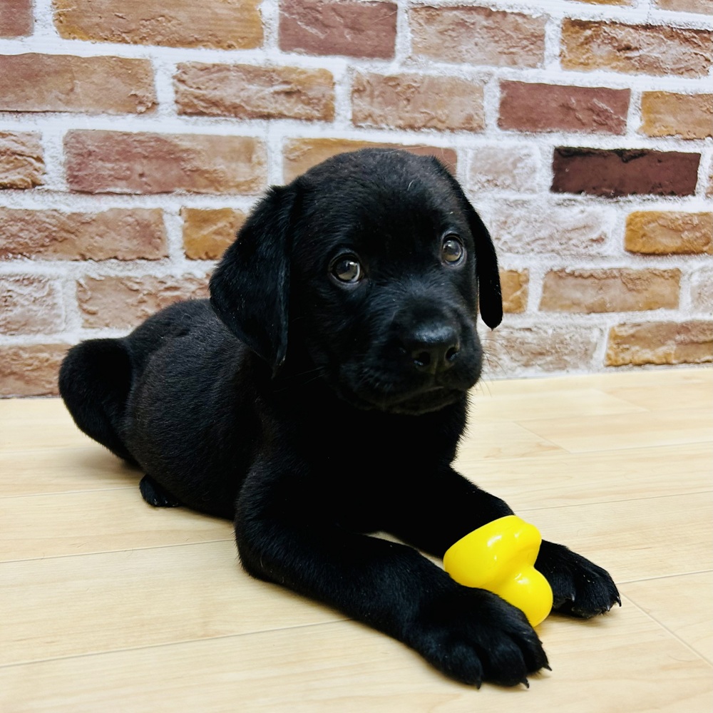 愛知県のラブラドールレトリーバー (犬の家＆猫の里七宝店/2025年10月1日生まれ/男の子/ブラック)の子犬の1枚目の画像