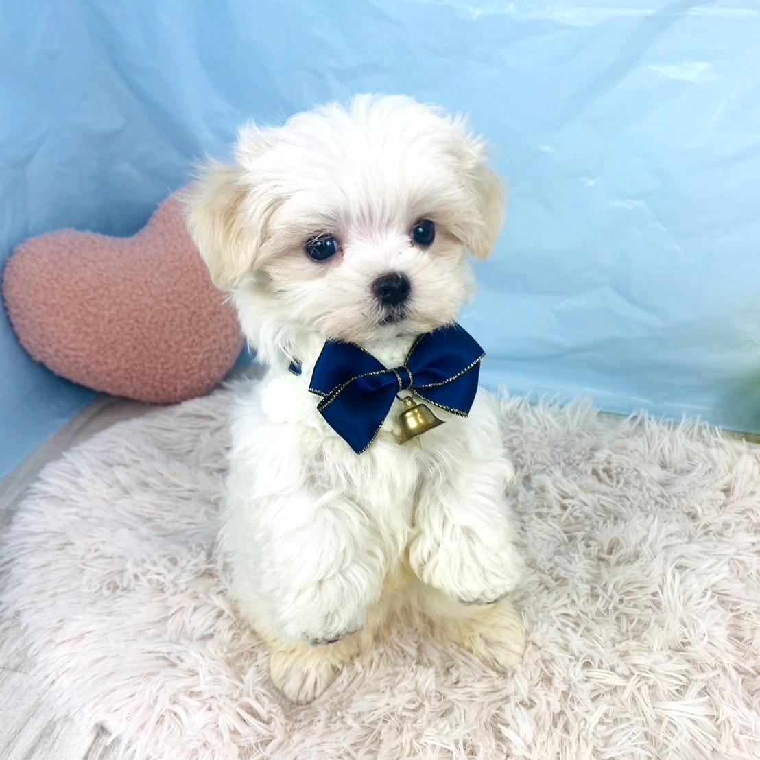 マルチーズ男の子の写真