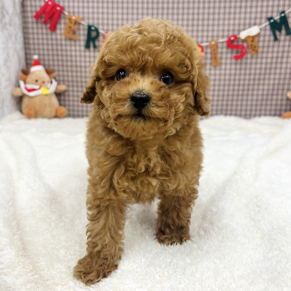 トイプードル男の子の写真