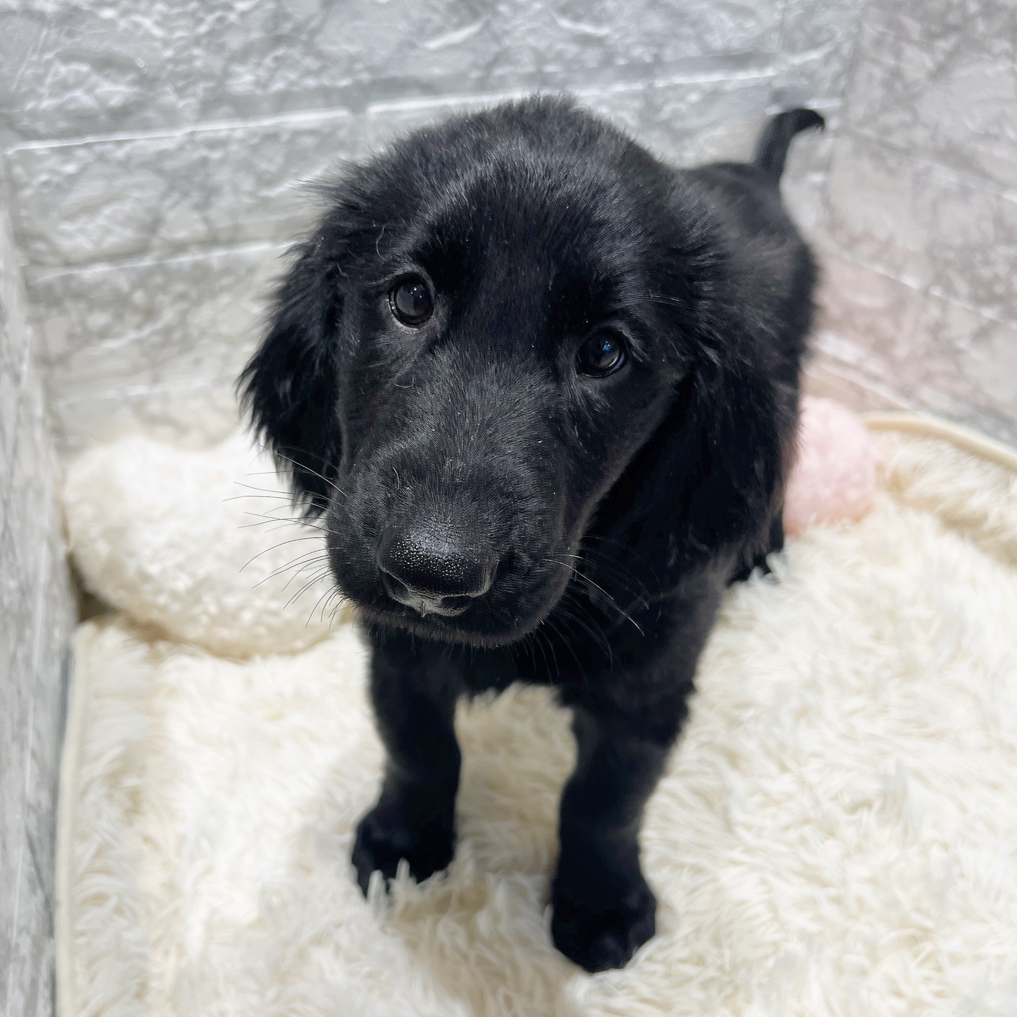 愛知県のフラットコーテッドレトリーバー (犬の家＆猫の里MiO香久山店/2025年10月4日生まれ/男の子/ブラック)の子犬の1枚目の画像
