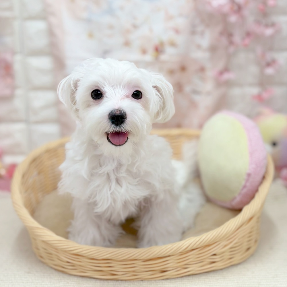 岐阜県のマルチーズ (犬の家＆猫の里岐南店/2025年10月2日生まれ/女の子/ホワイト)の子犬の1枚目の画像