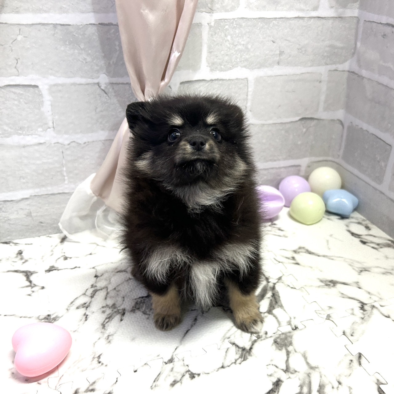 ポメラニアン男の子の写真