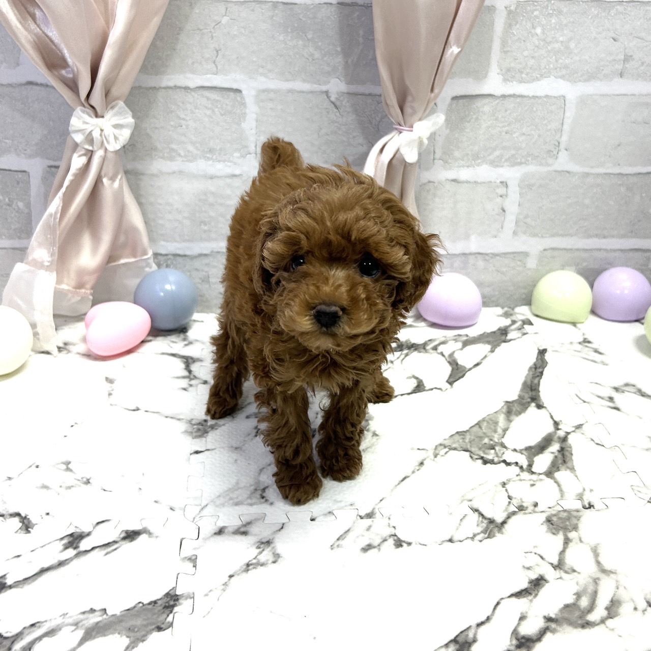 トイプードル女の子の写真