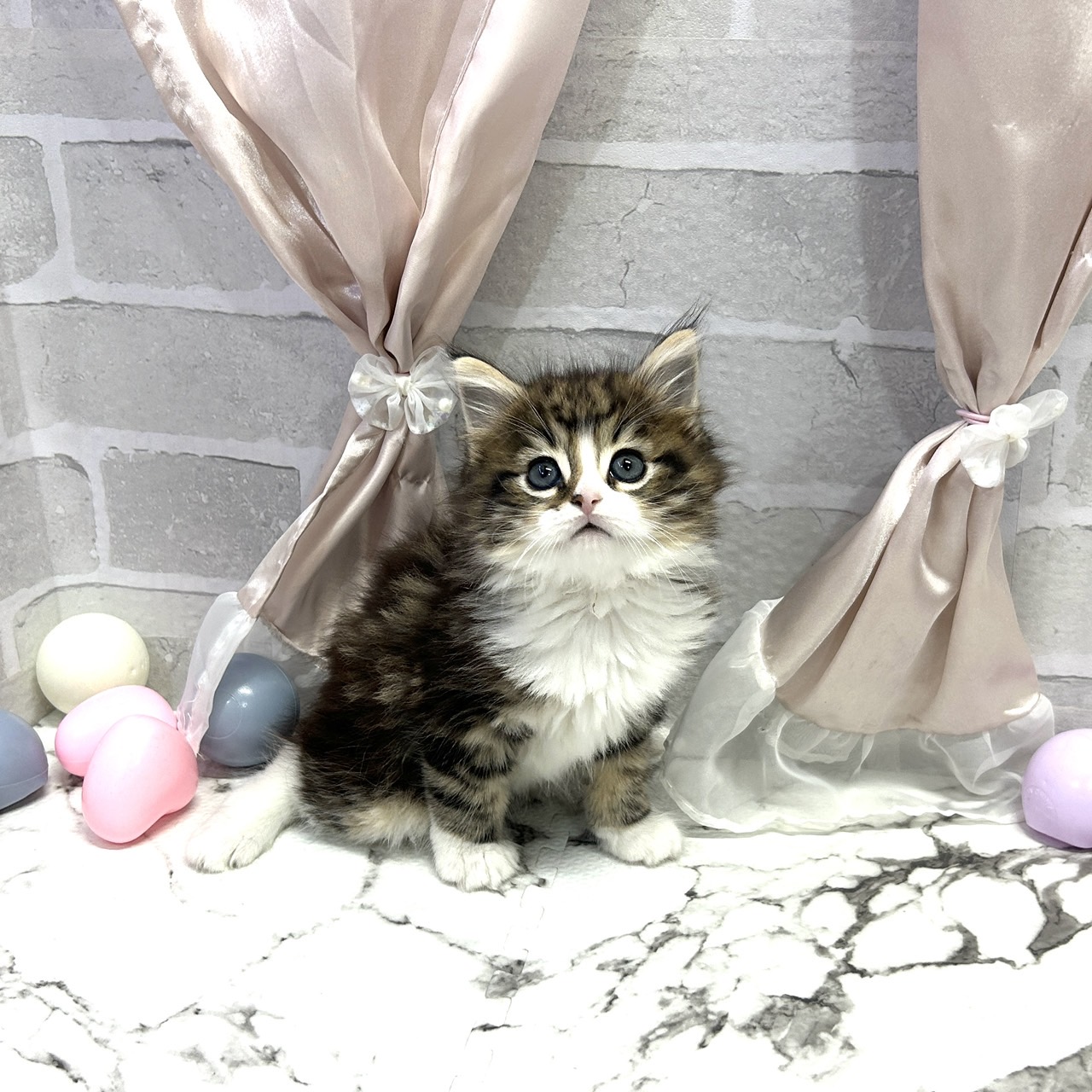 ノルウェージャンフォレストキャット男の子の写真