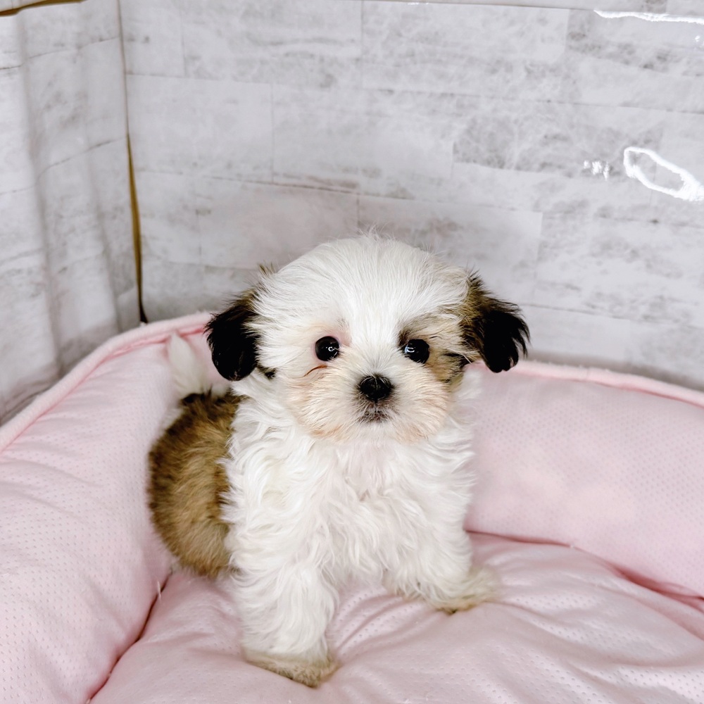 ハーフ犬女の子の写真