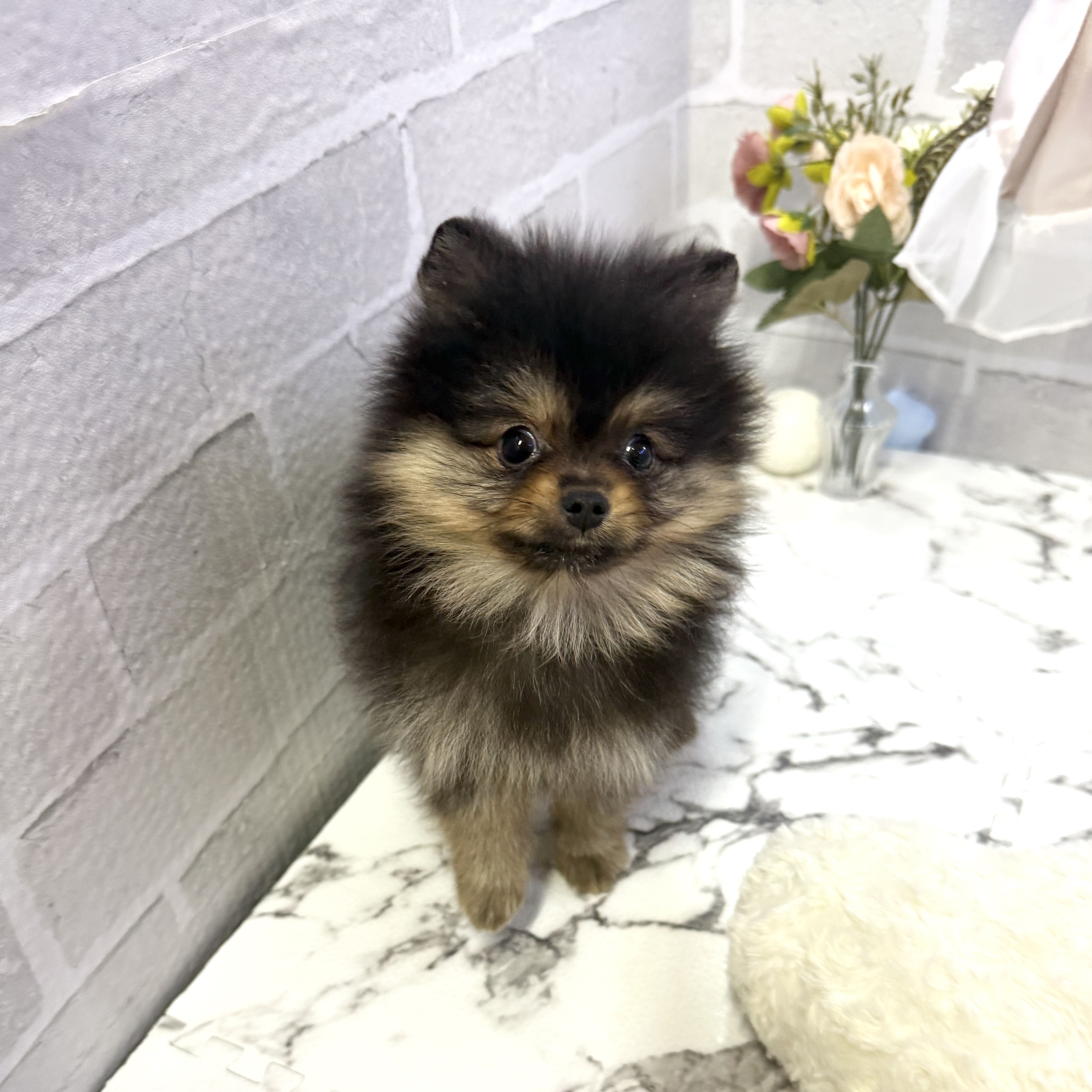 ブラック(黒系)のポメラニアンの子犬一覧 | ペットショップ 犬の家&猫