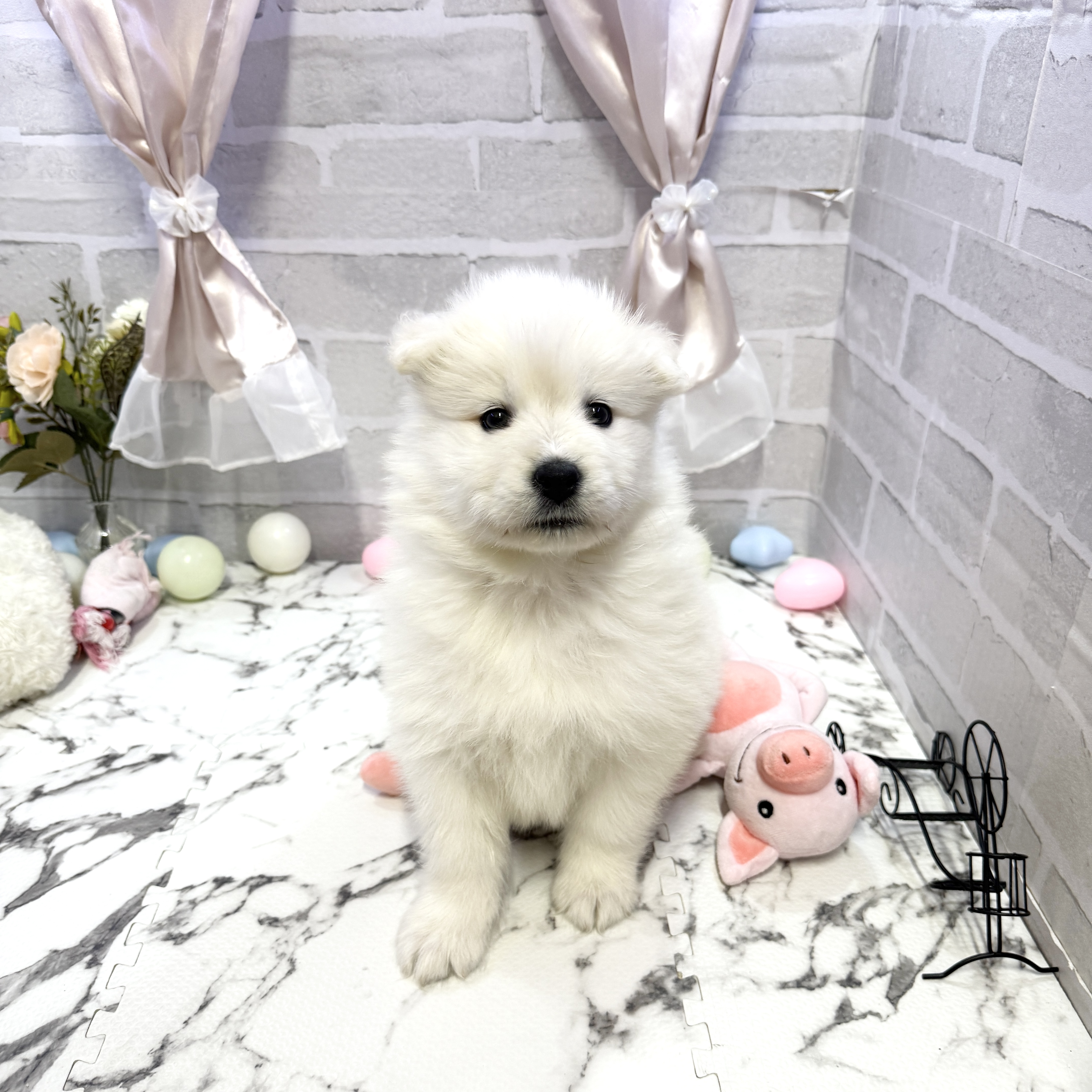 サモエド女の子の写真