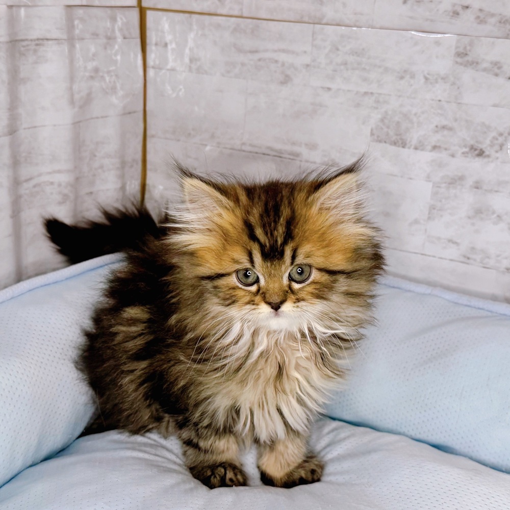 マンチカン女の子の写真