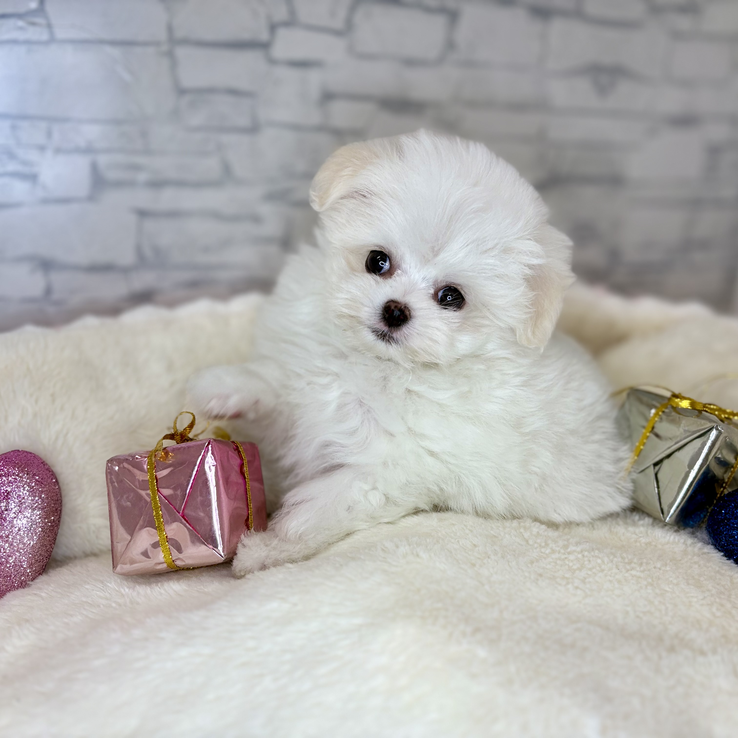 ハーフ犬女の子の写真